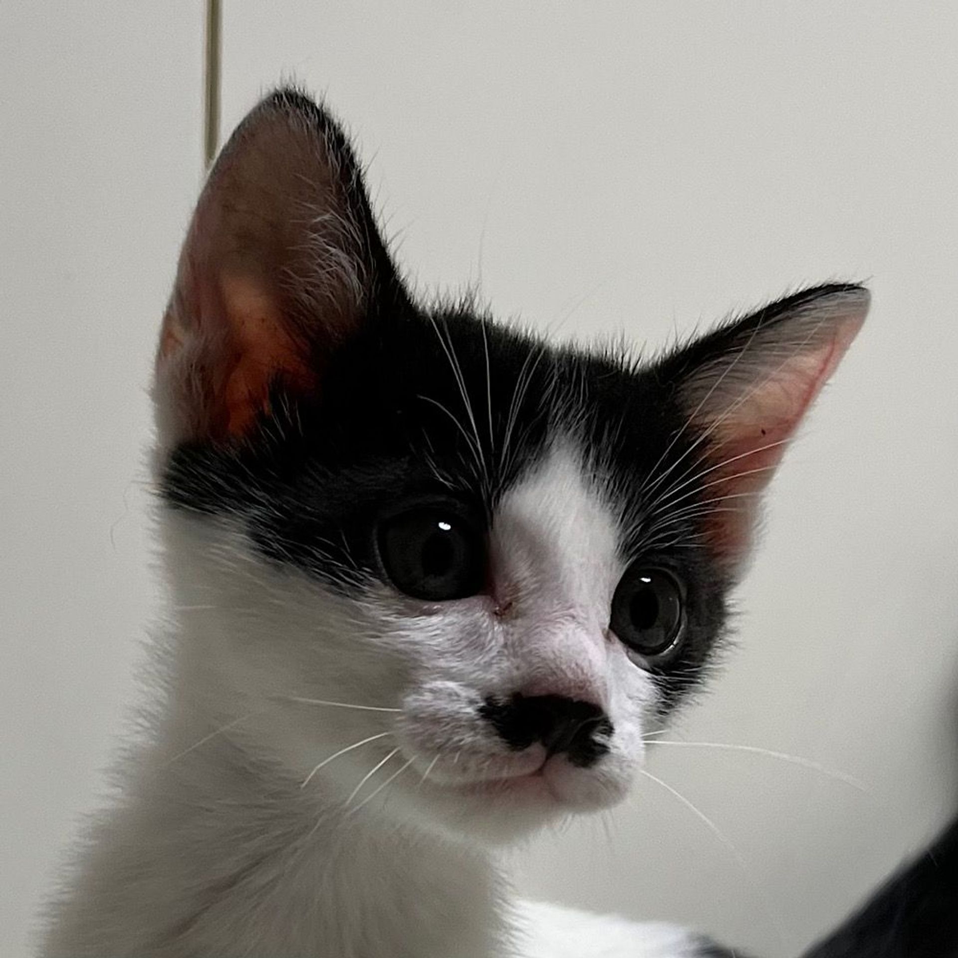 雑種（ミックス猫）・オスの里親募集の写真