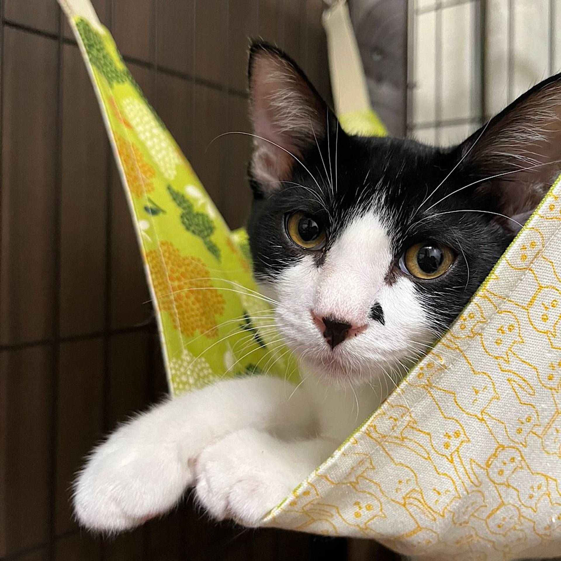 雑種（ミックス猫）・オスの里親募集の写真