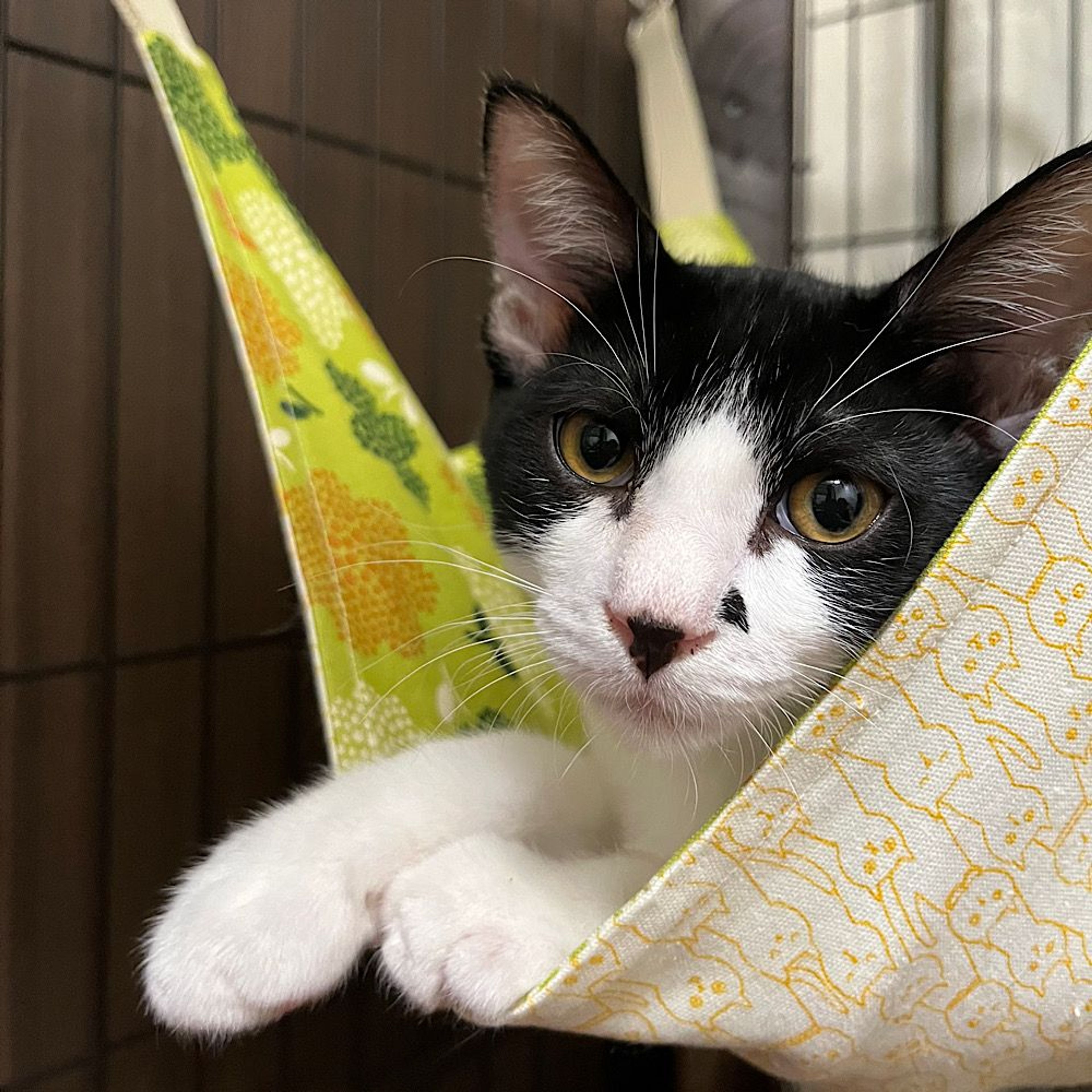 雑種（ミックス猫）・オスの里親募集の写真