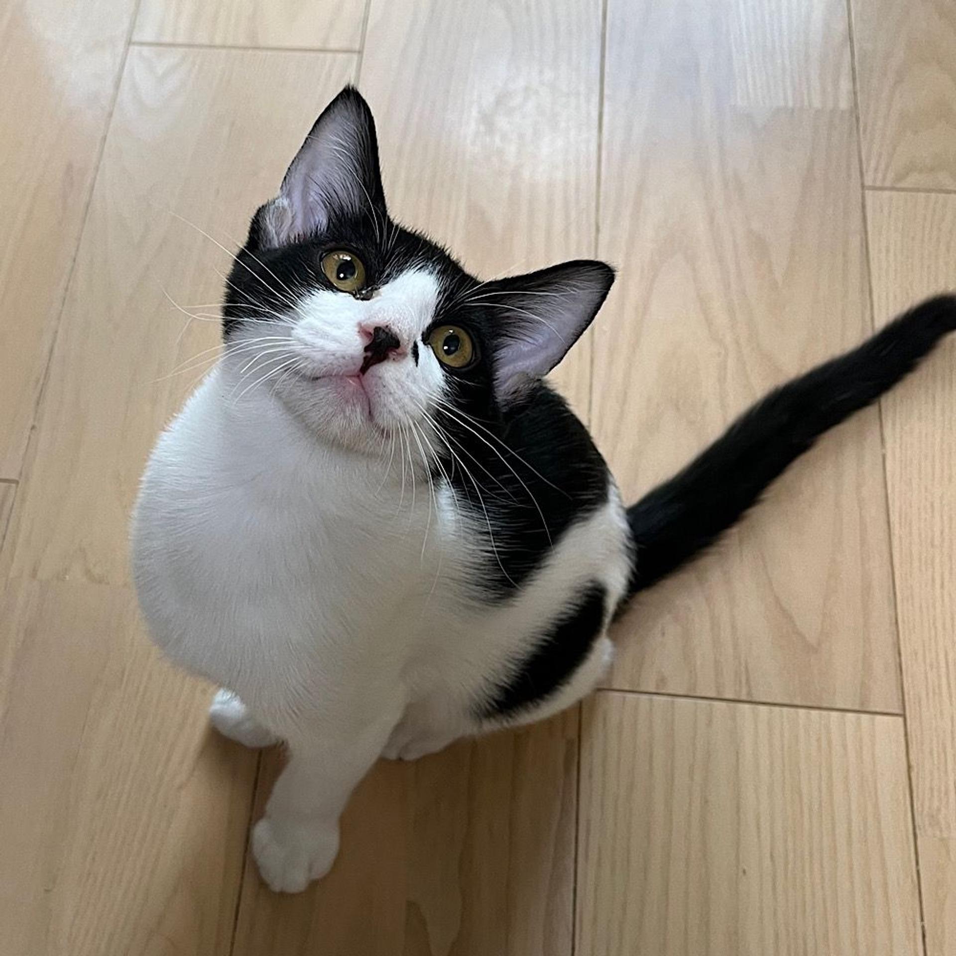 pet-image-3