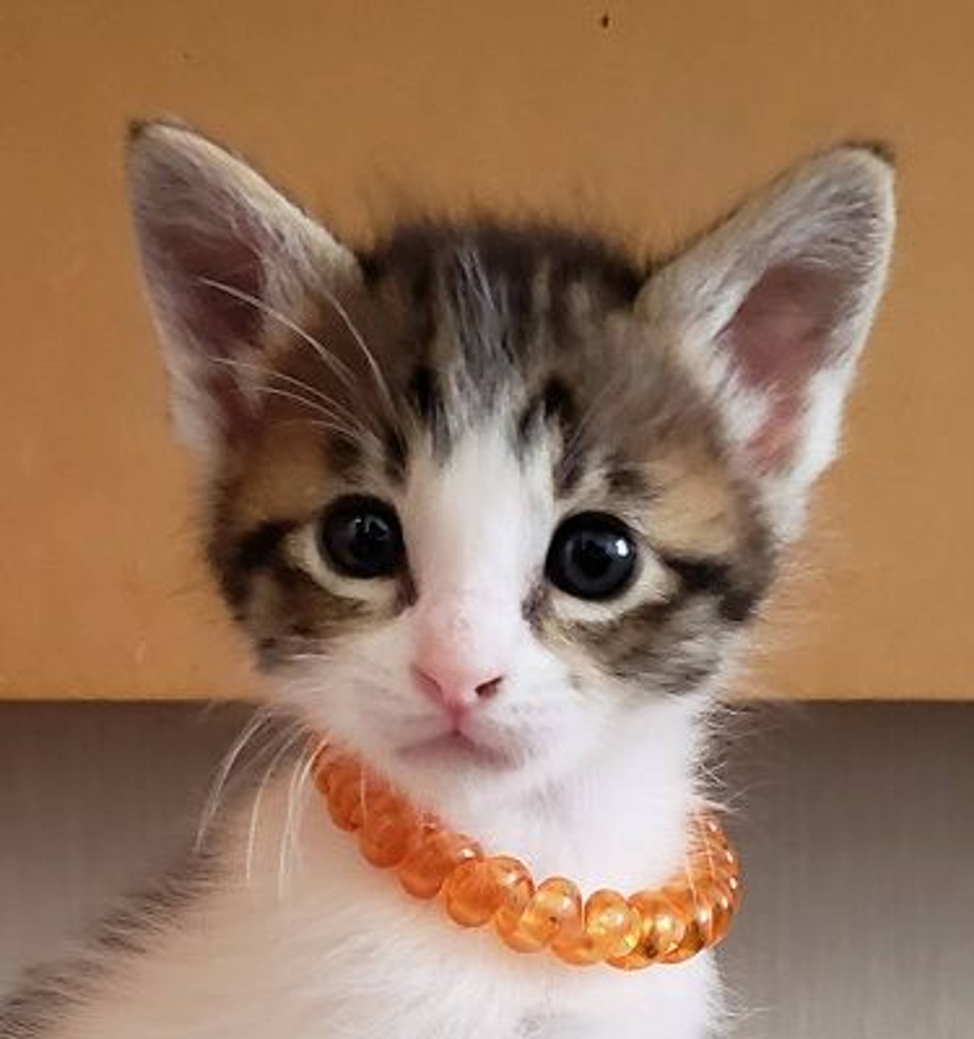 雑種（ミックス猫）・オスの里親募集の写真