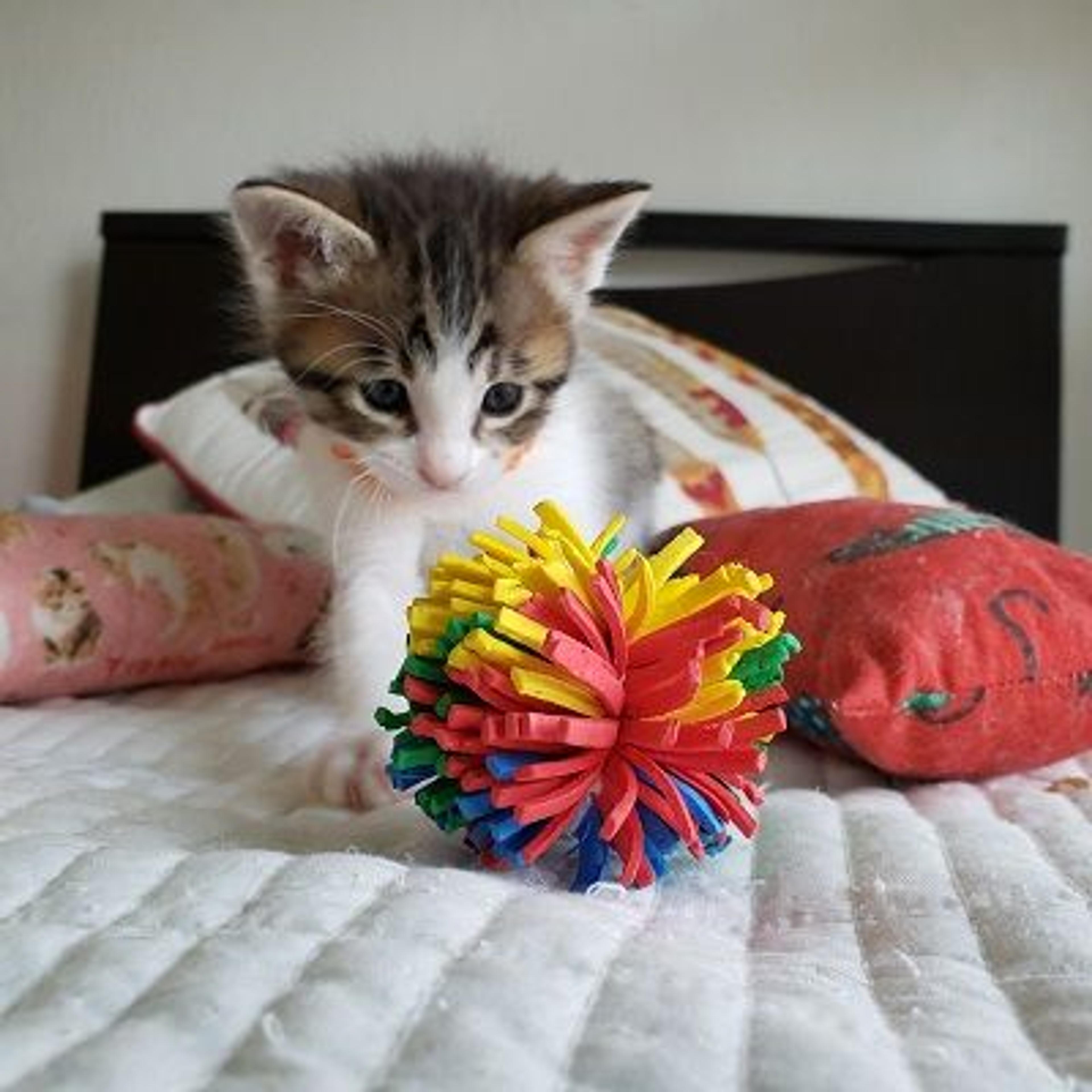 pet-image-2