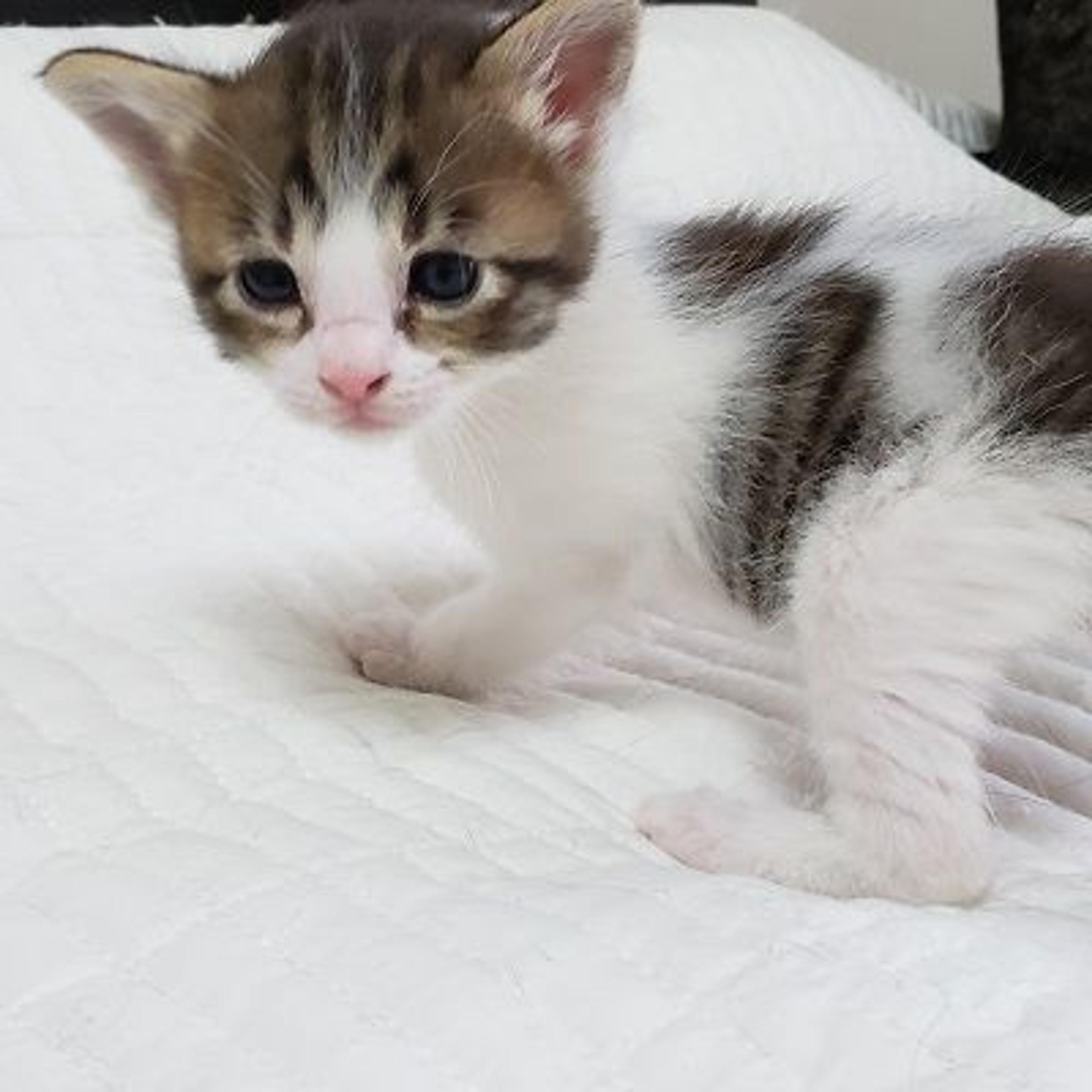 pet-image-3