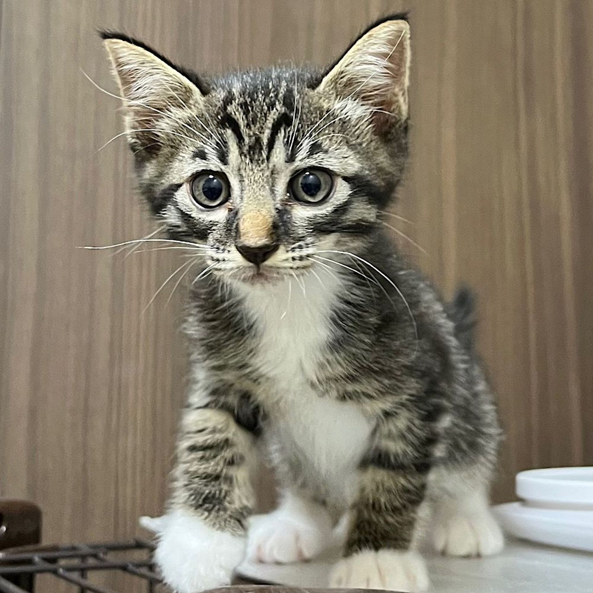 雑種（ミックス猫）・オスの里親募集の写真
