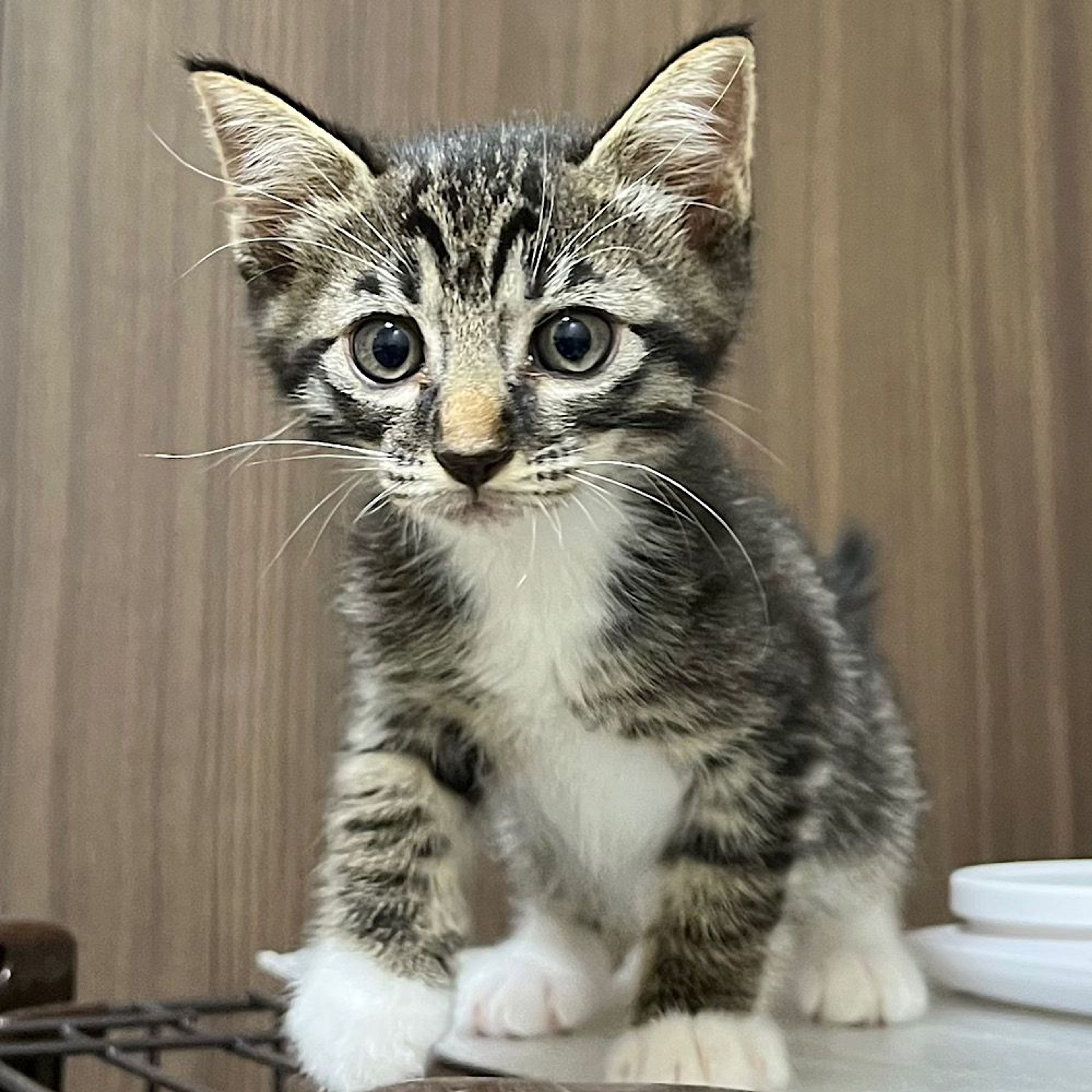 雑種（ミックス猫）・オスの里親募集の写真