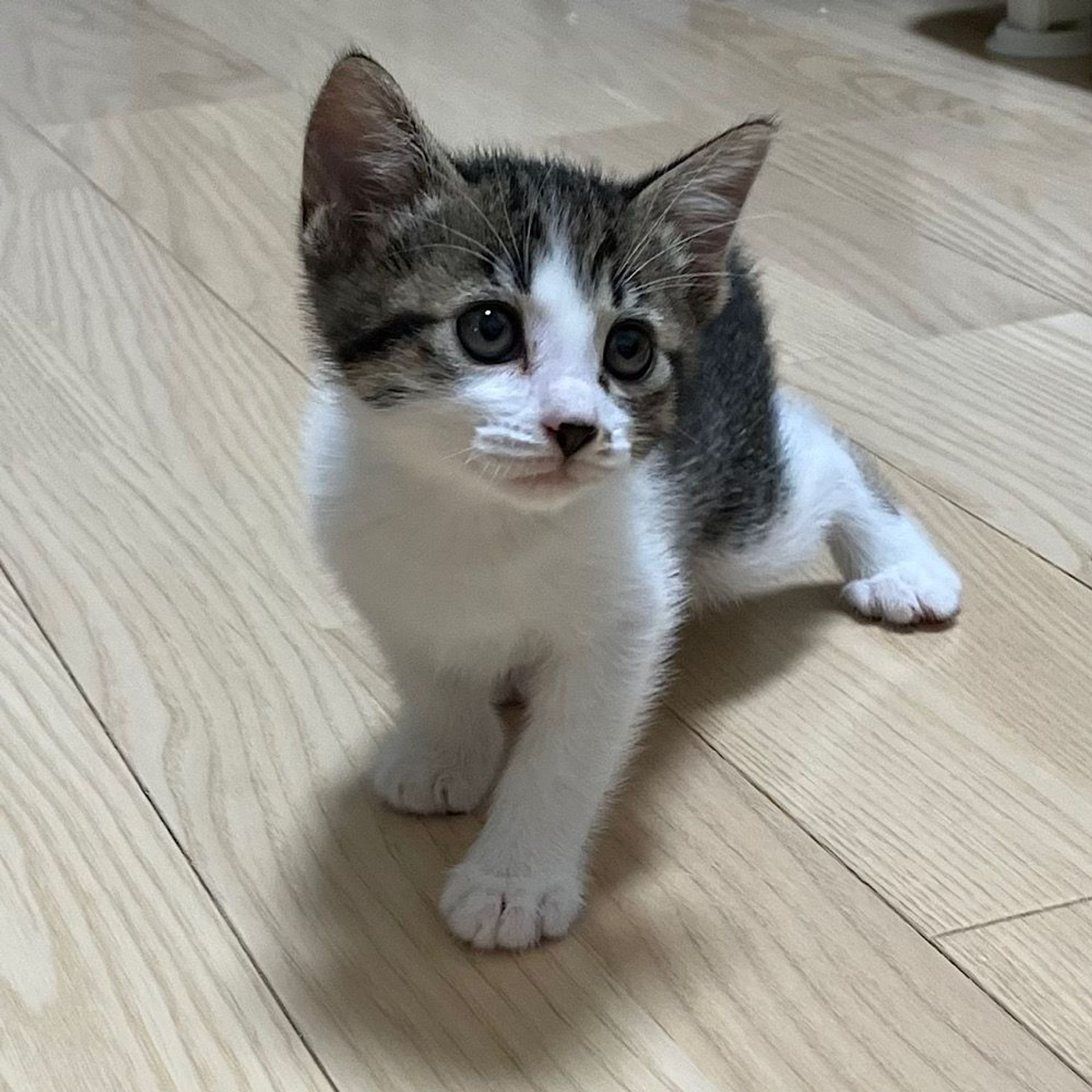雑種（ミックス猫）・オスの里親募集の写真
