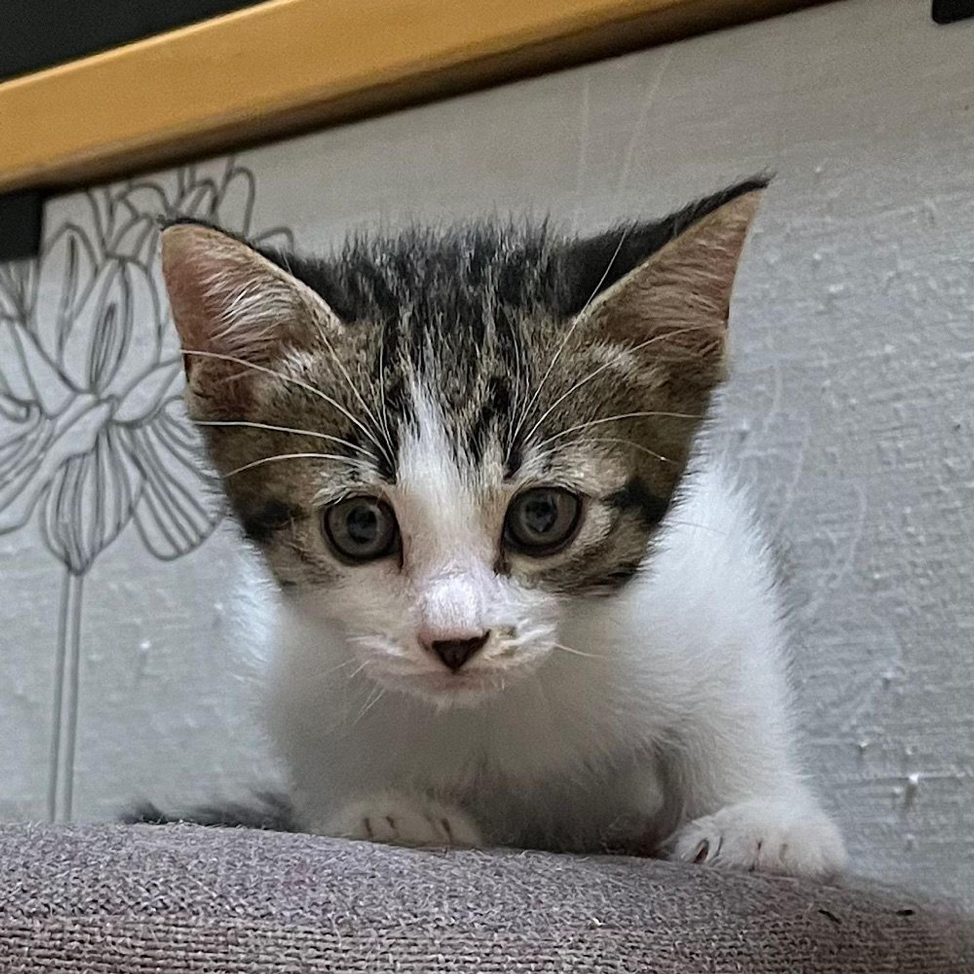 pet-image-2