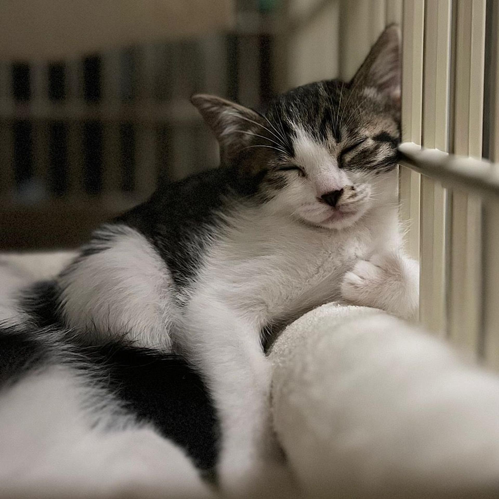 pet-image-5