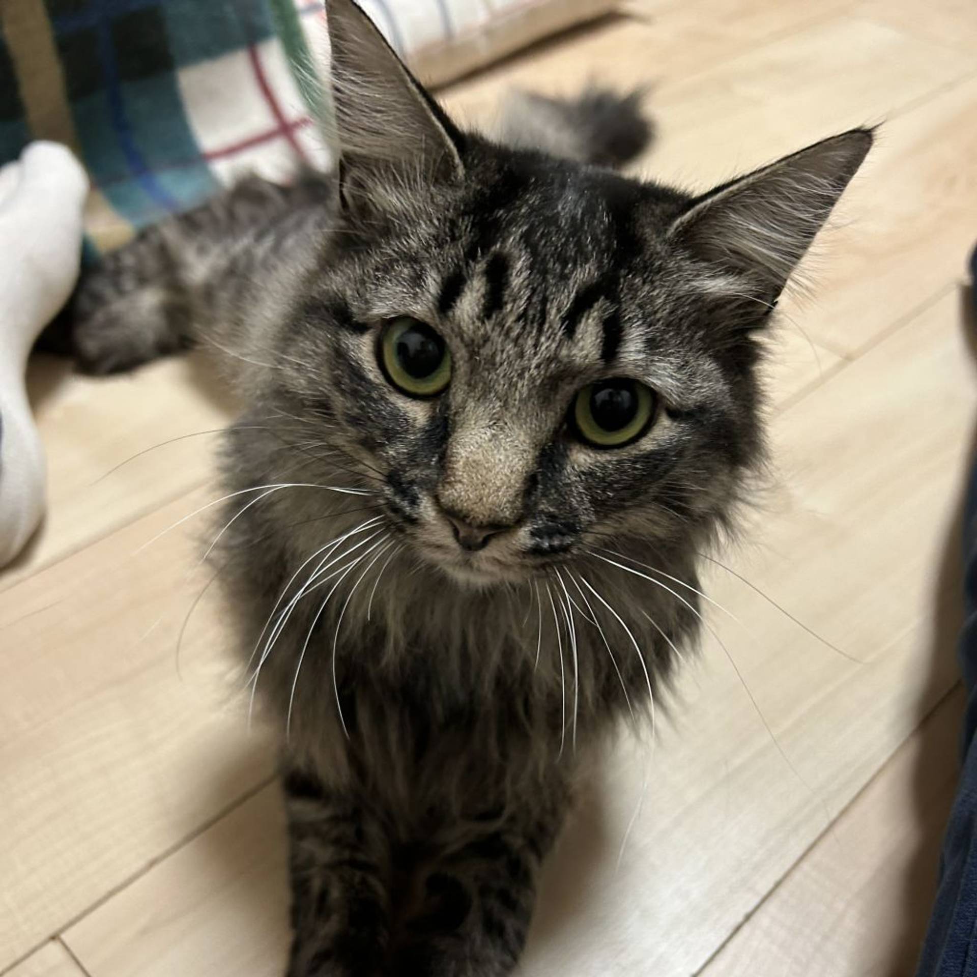 雑種（ミックス猫）・メスの里親募集の写真