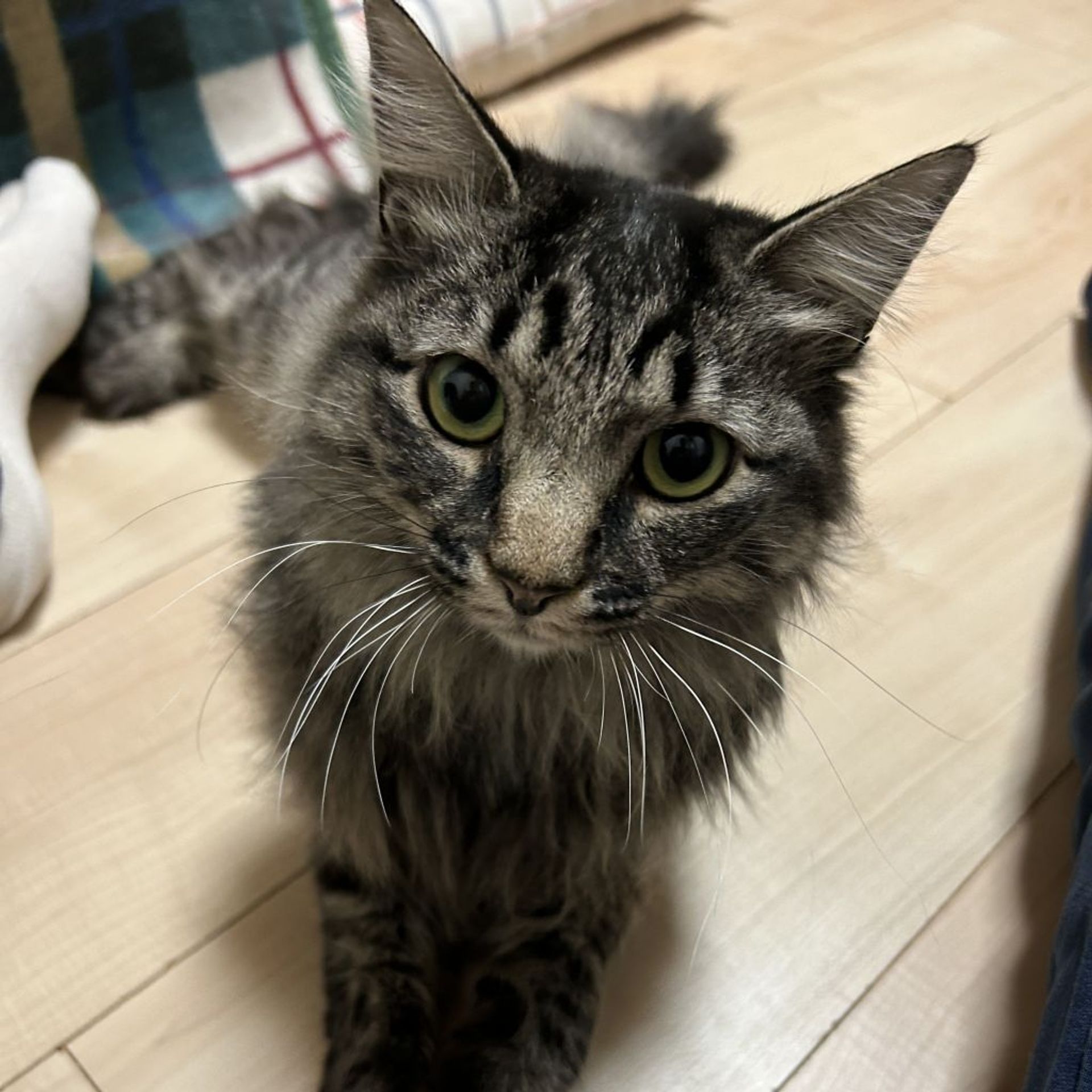 雑種（ミックス猫）・メスの里親募集の写真