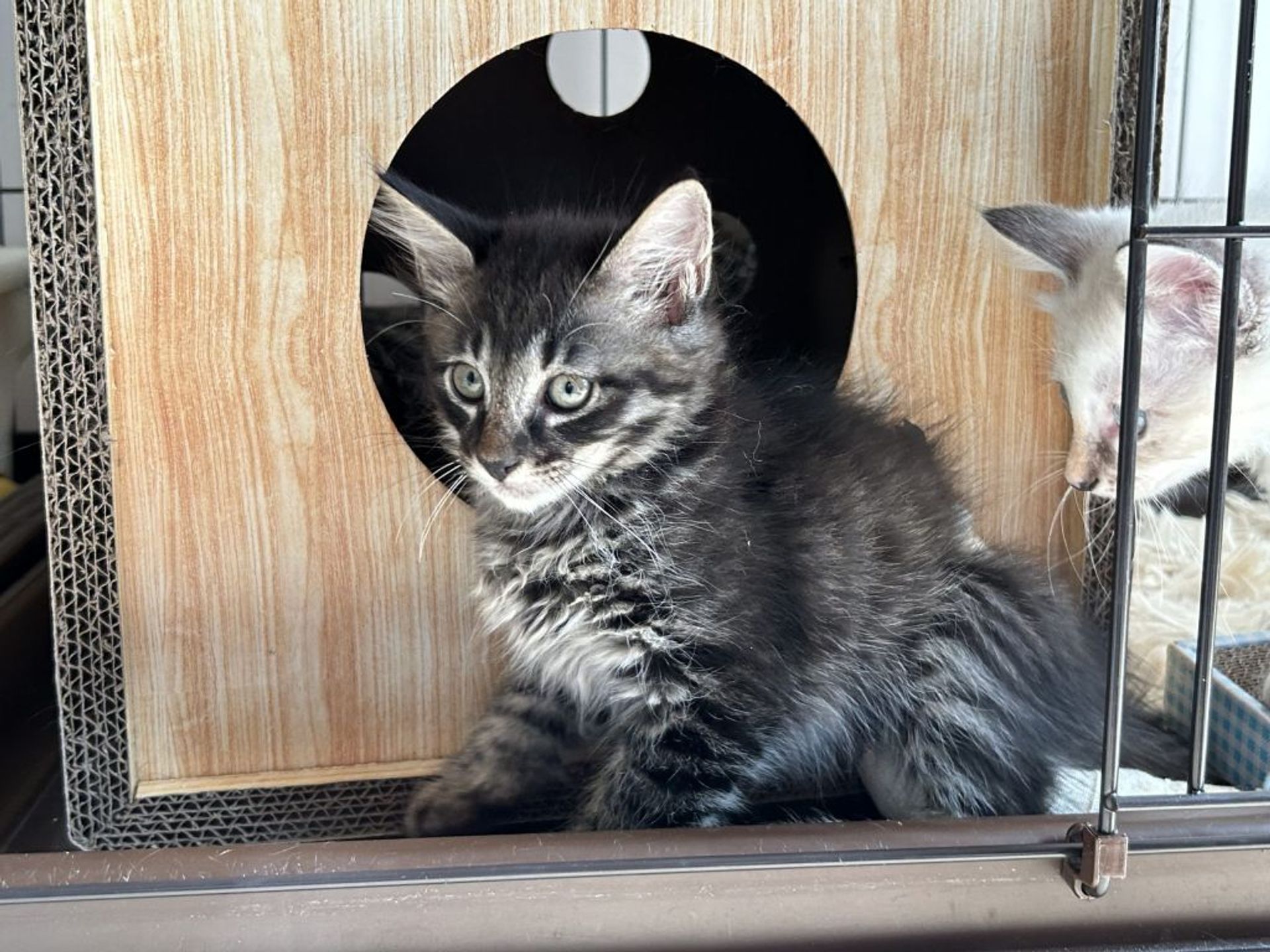 雑種（ミックス猫）・オスの里親募集の写真