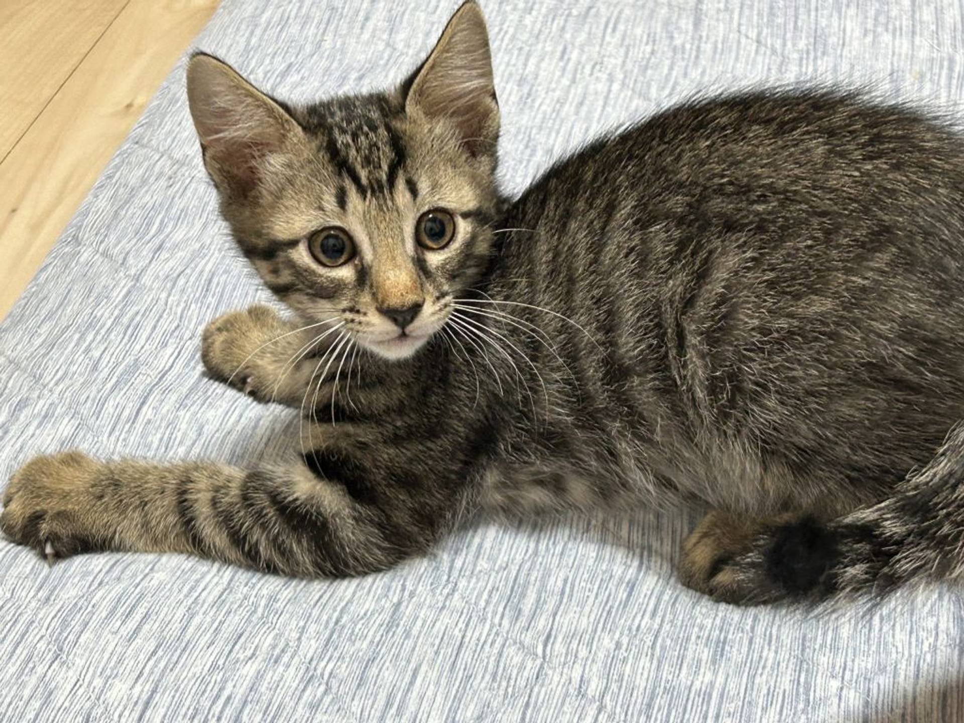 雑種（ミックス猫）・オスの里親募集の写真