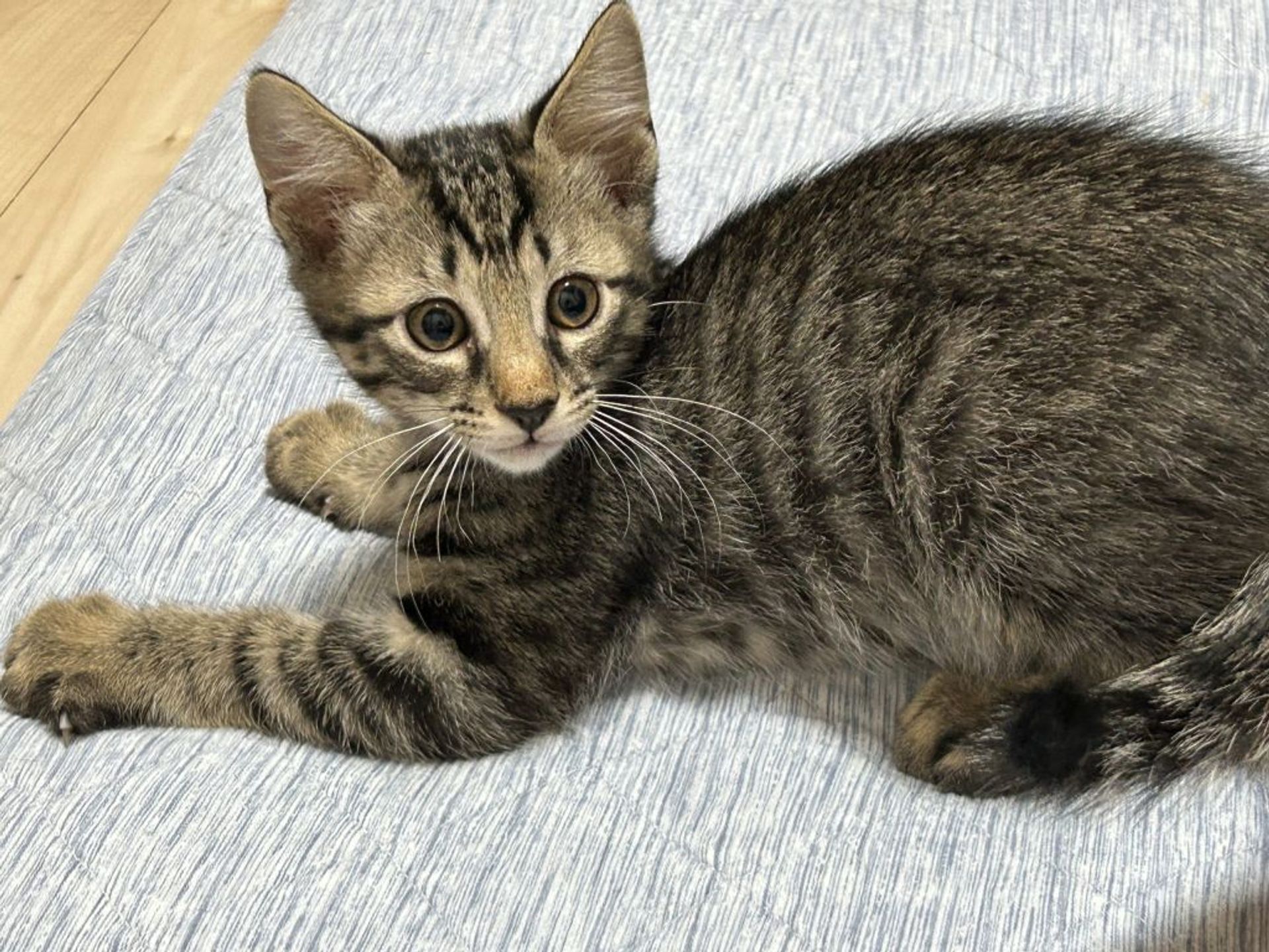 雑種（ミックス猫）・オスの里親募集の写真