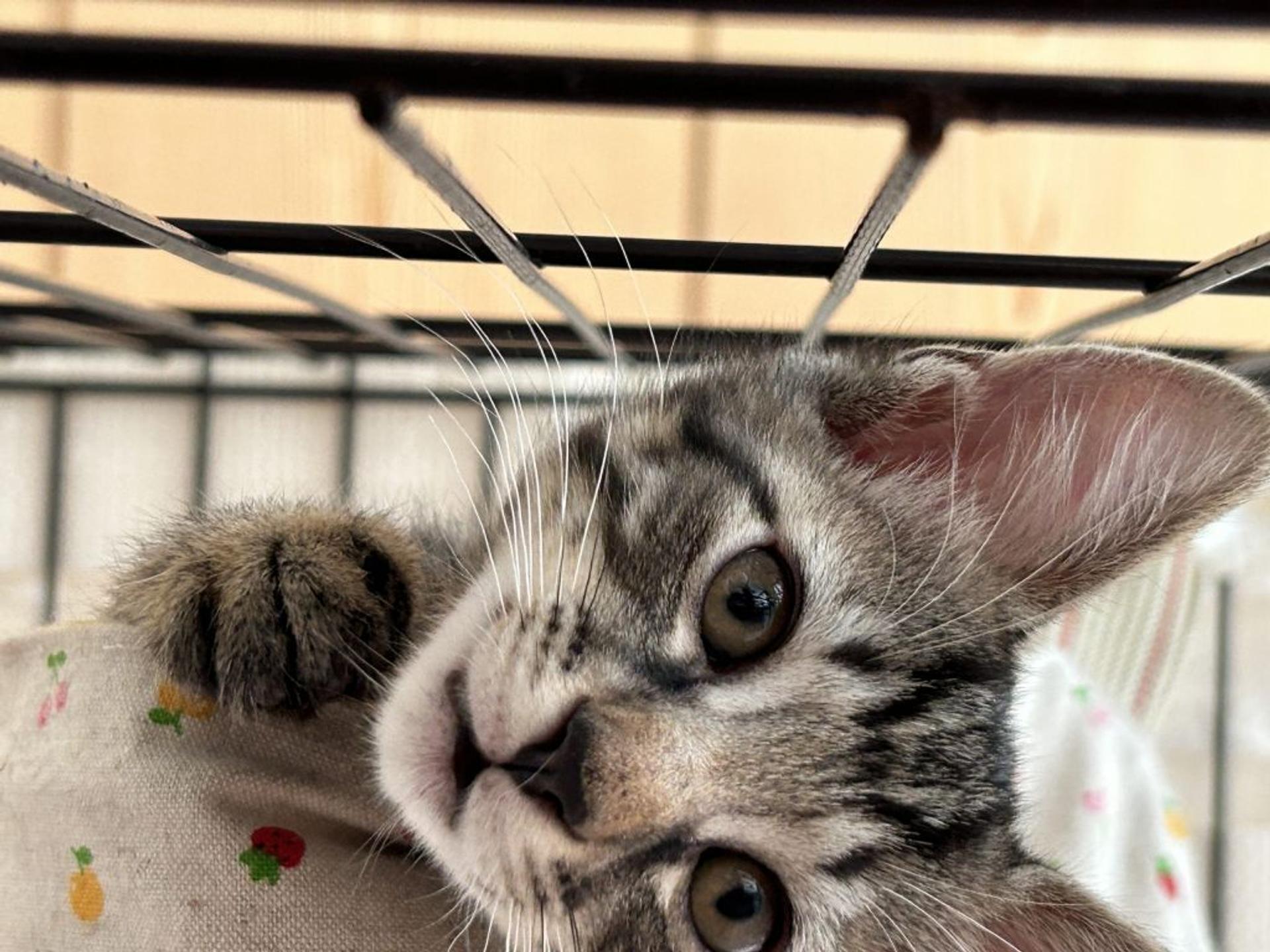 pet-image-4