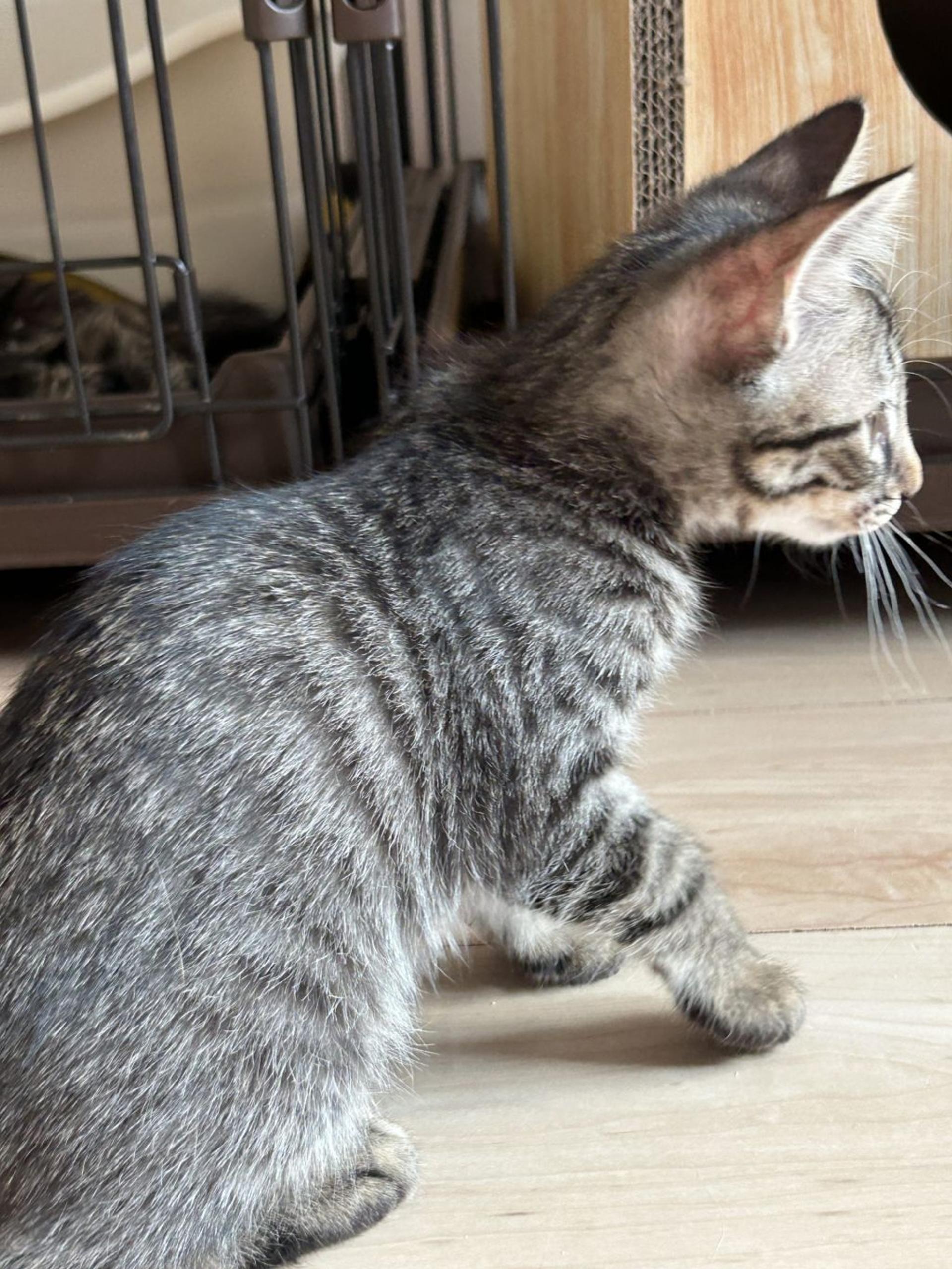 pet-image-6