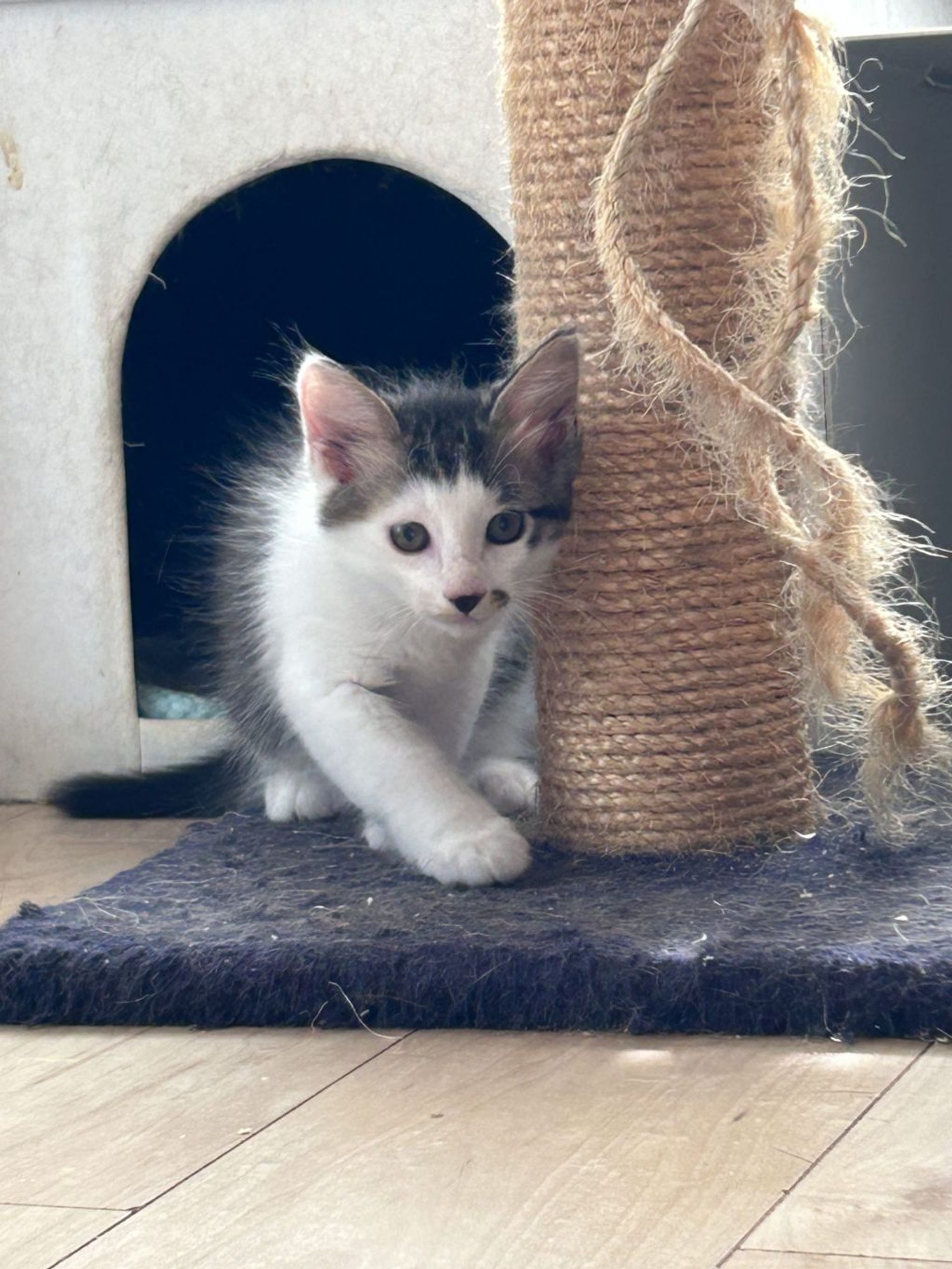 雑種（ミックス猫）・オスの里親募集の写真
