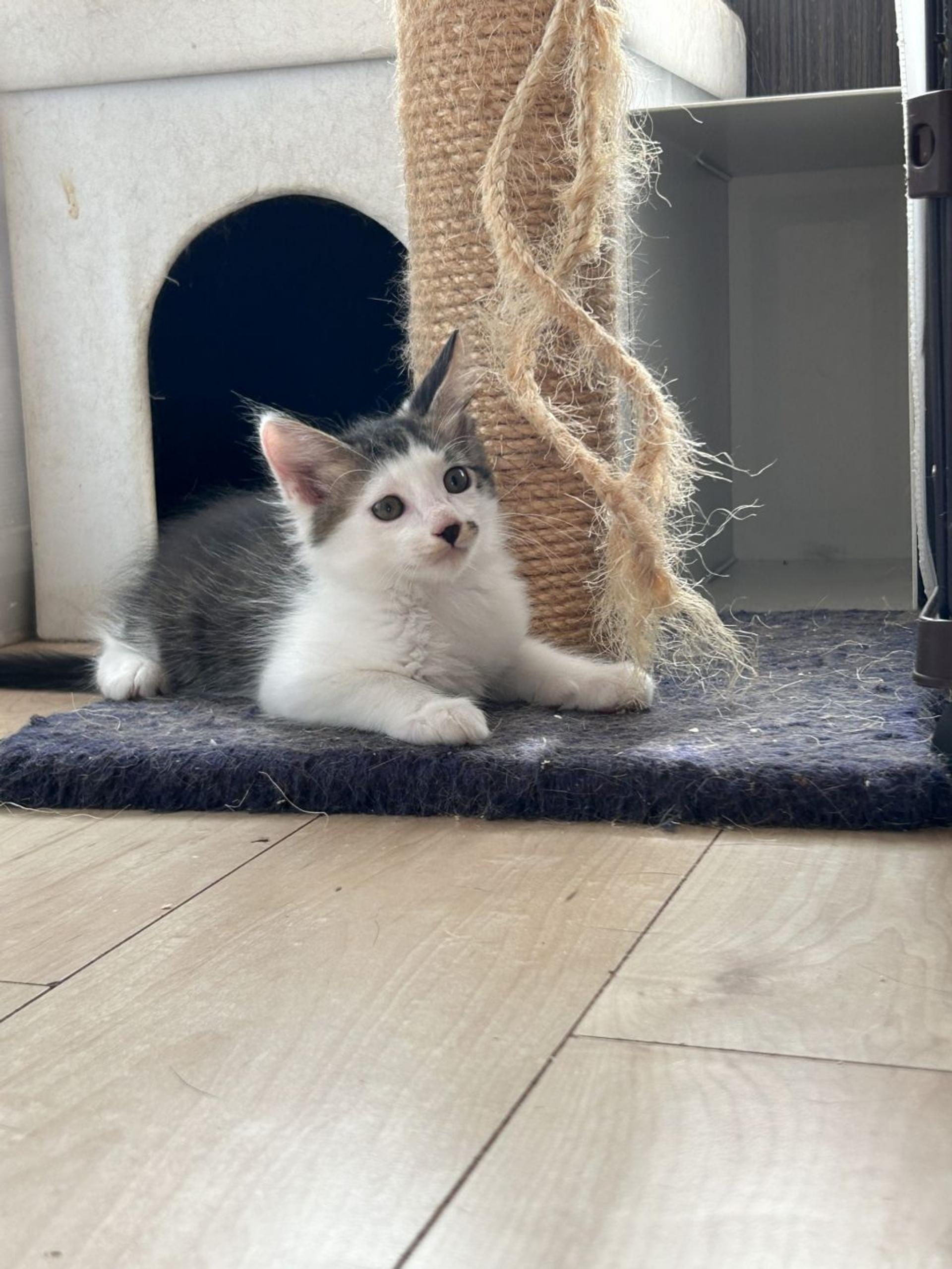 pet-image-4