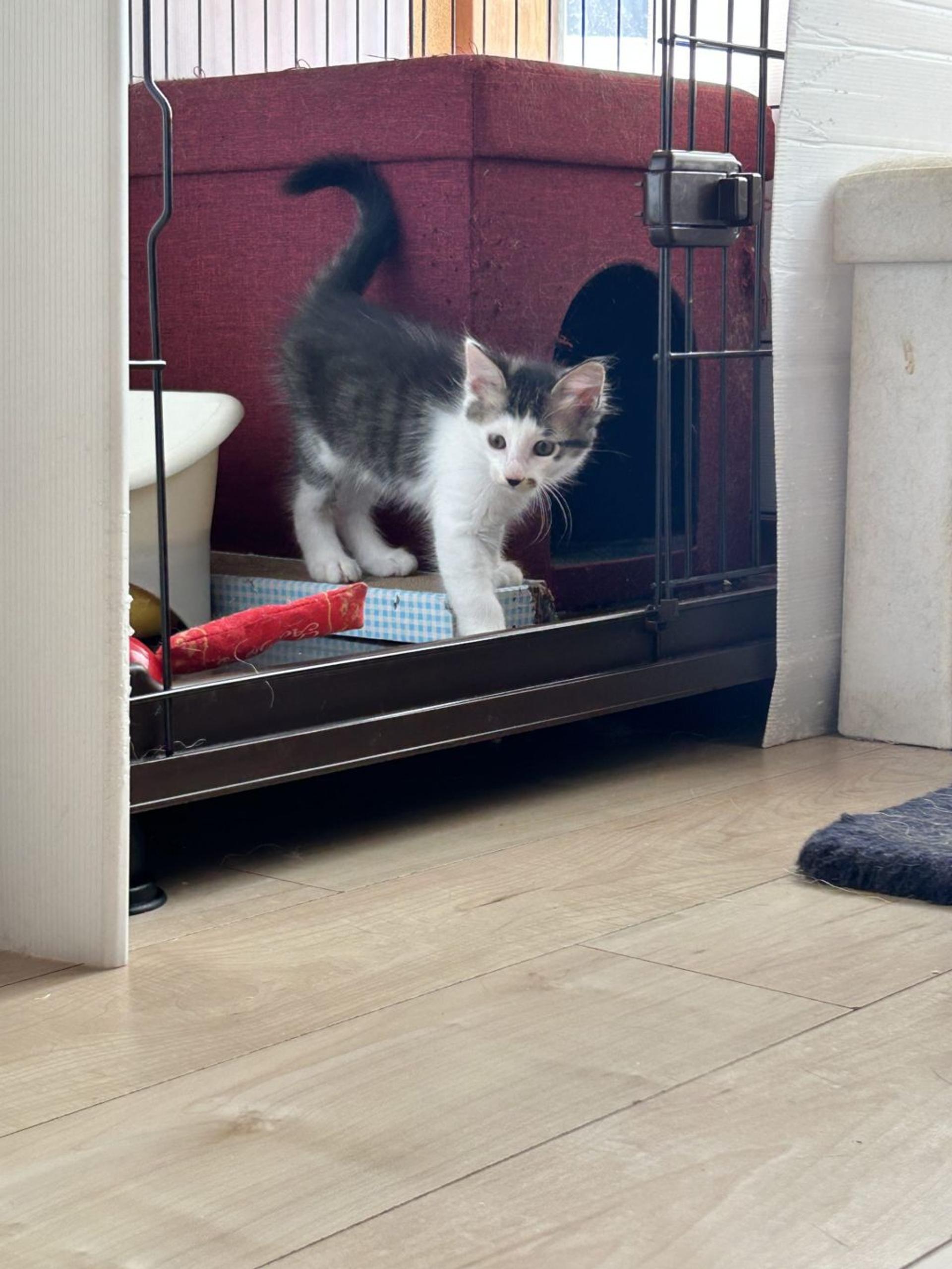pet-image-5