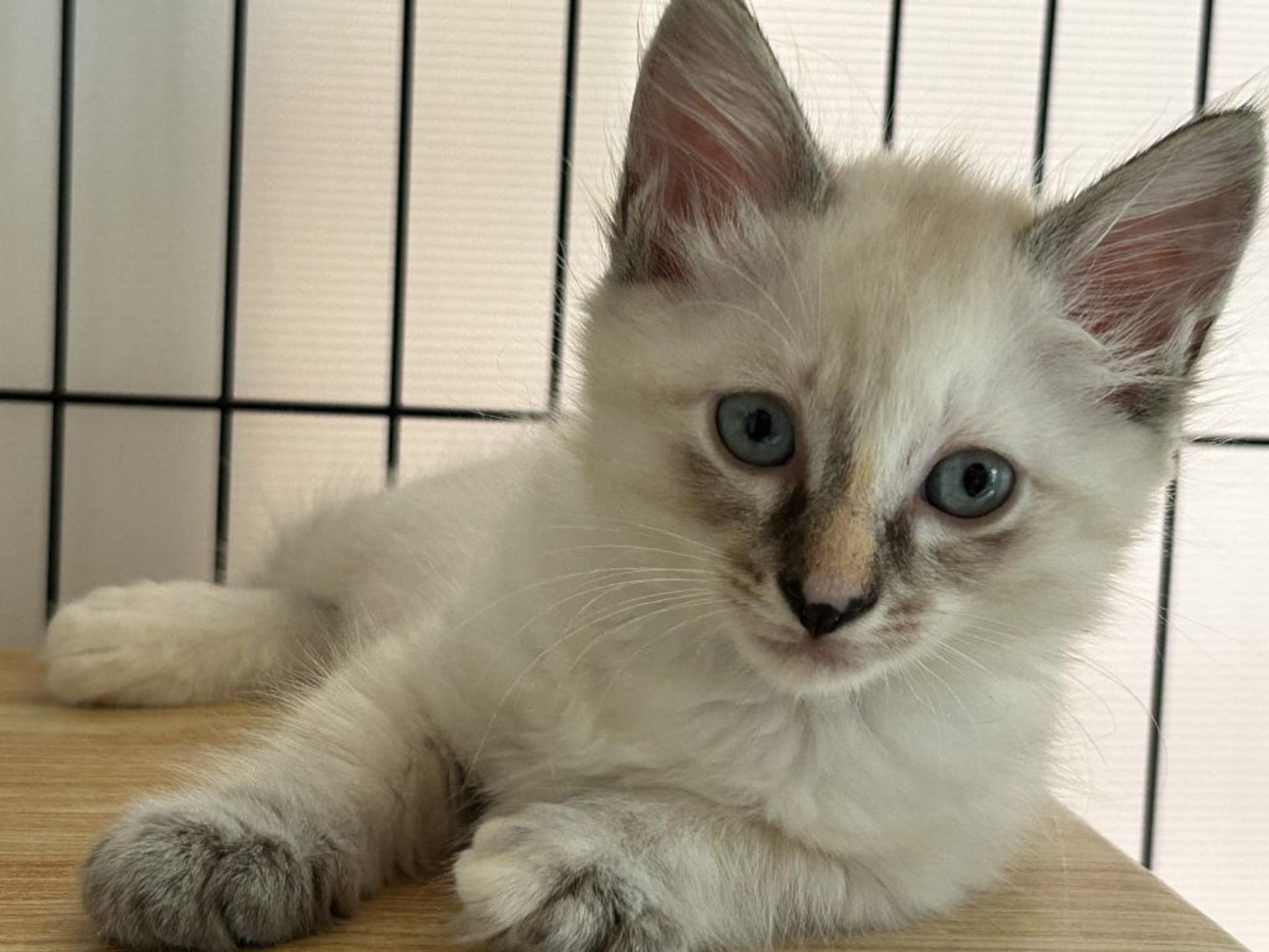 pet-image-3