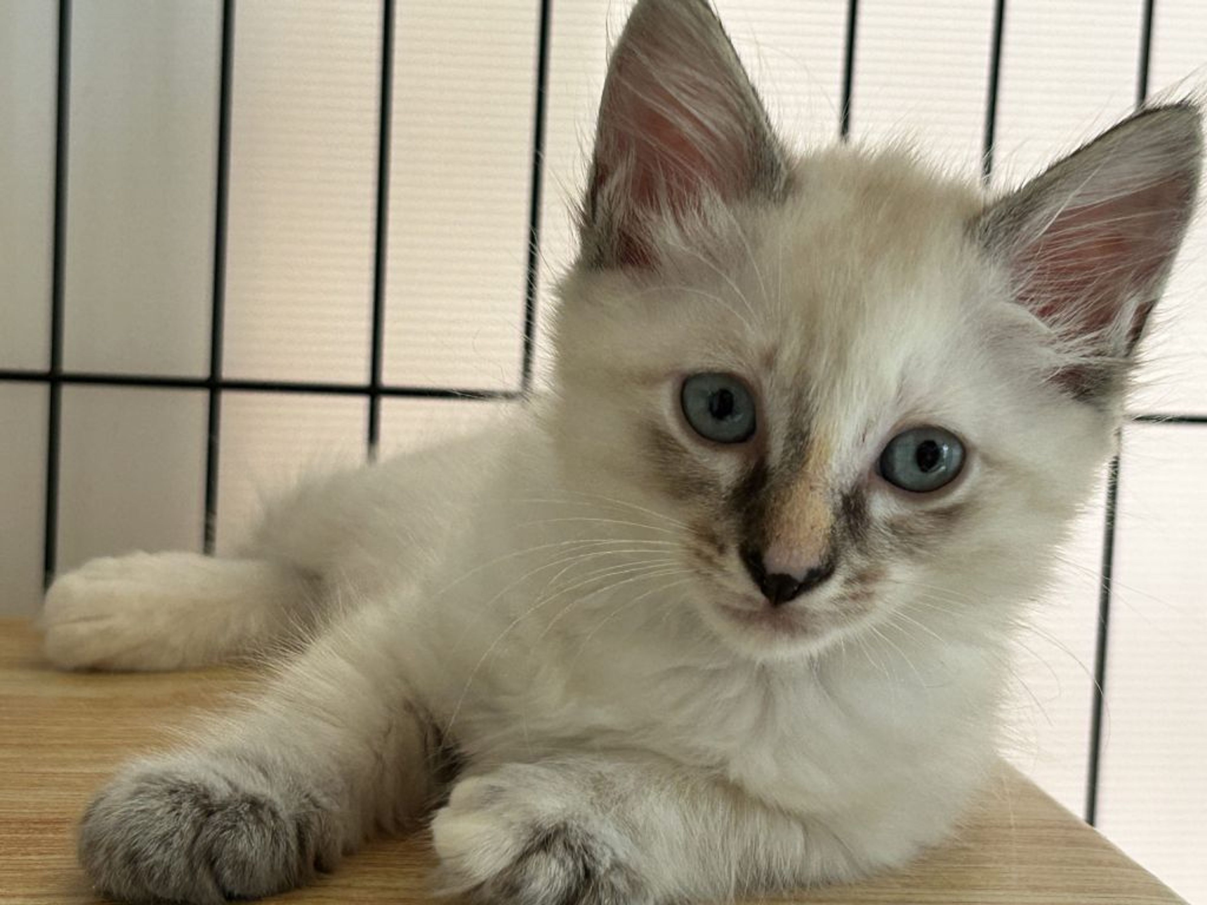 pet-image-3