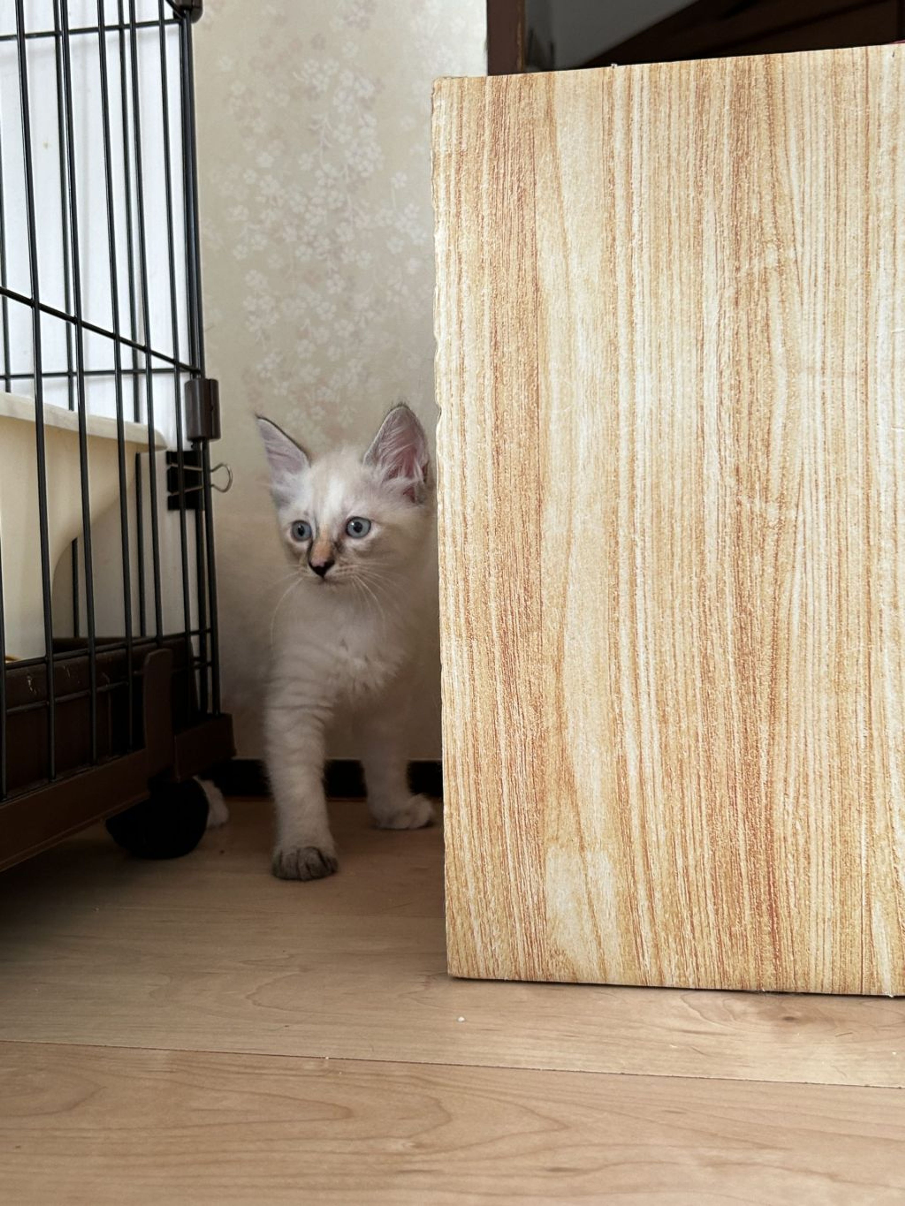 pet-image-4
