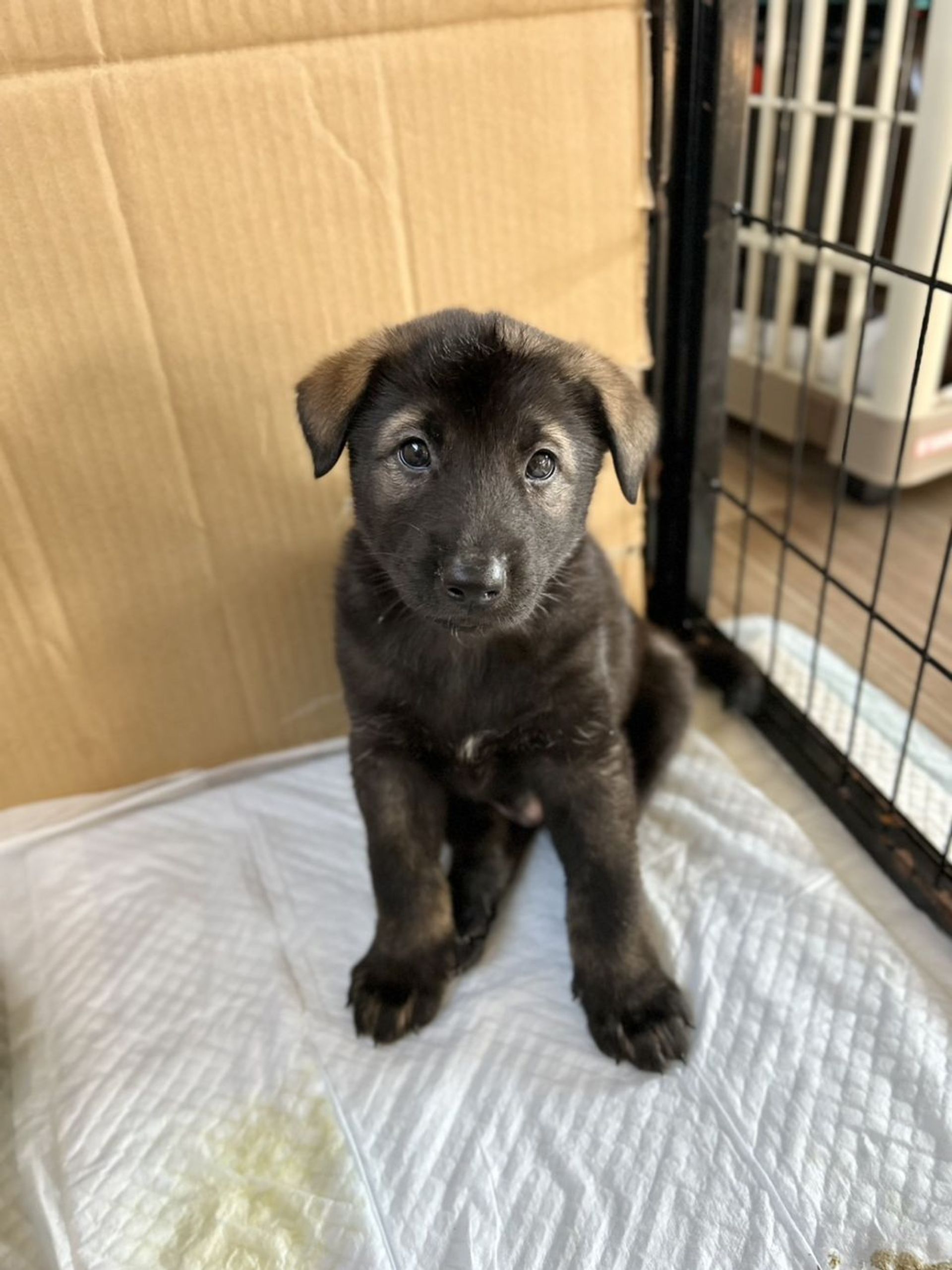 雑種（ミックス犬）・オスの里親募集の写真