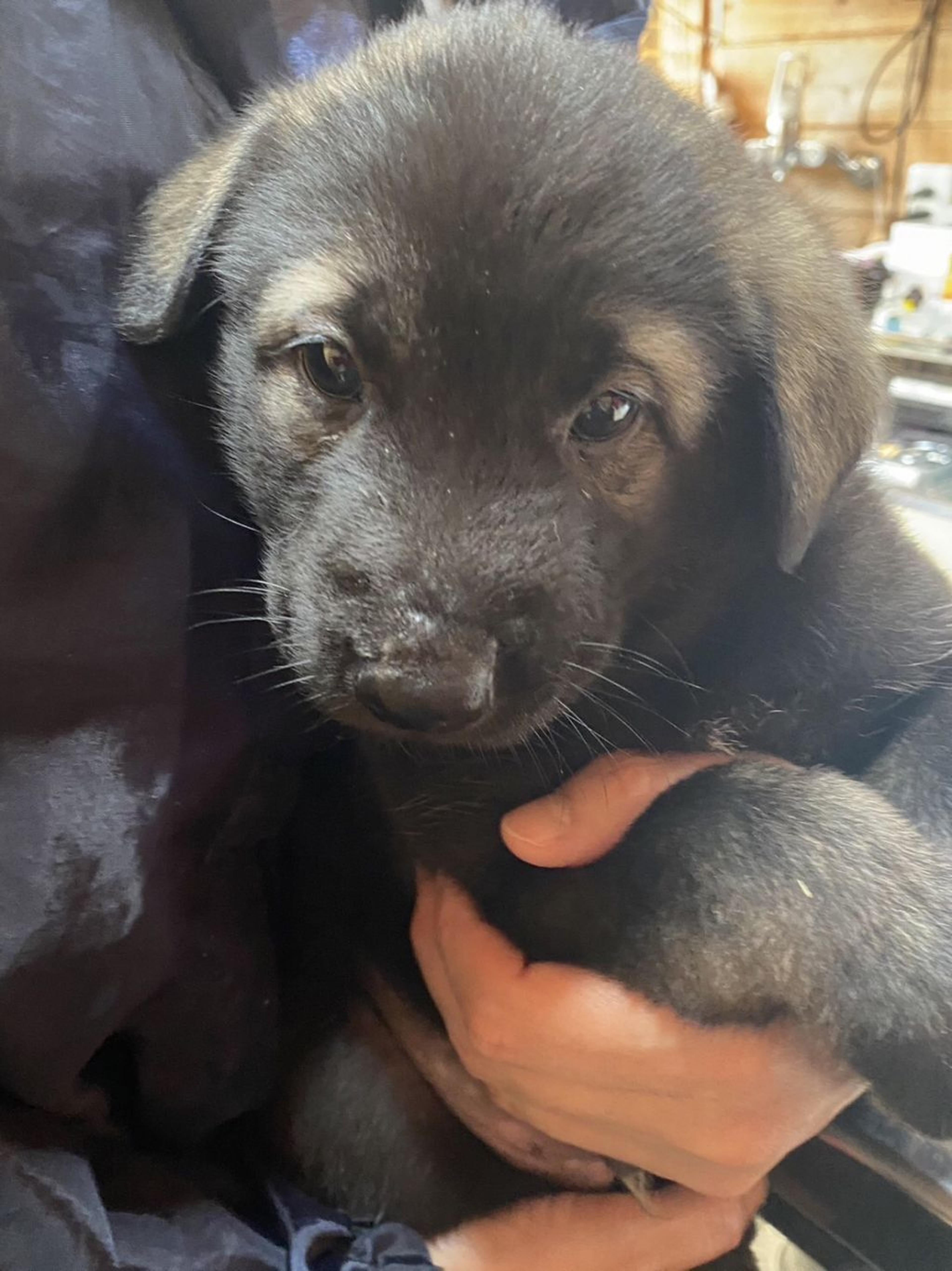 pet-image-2