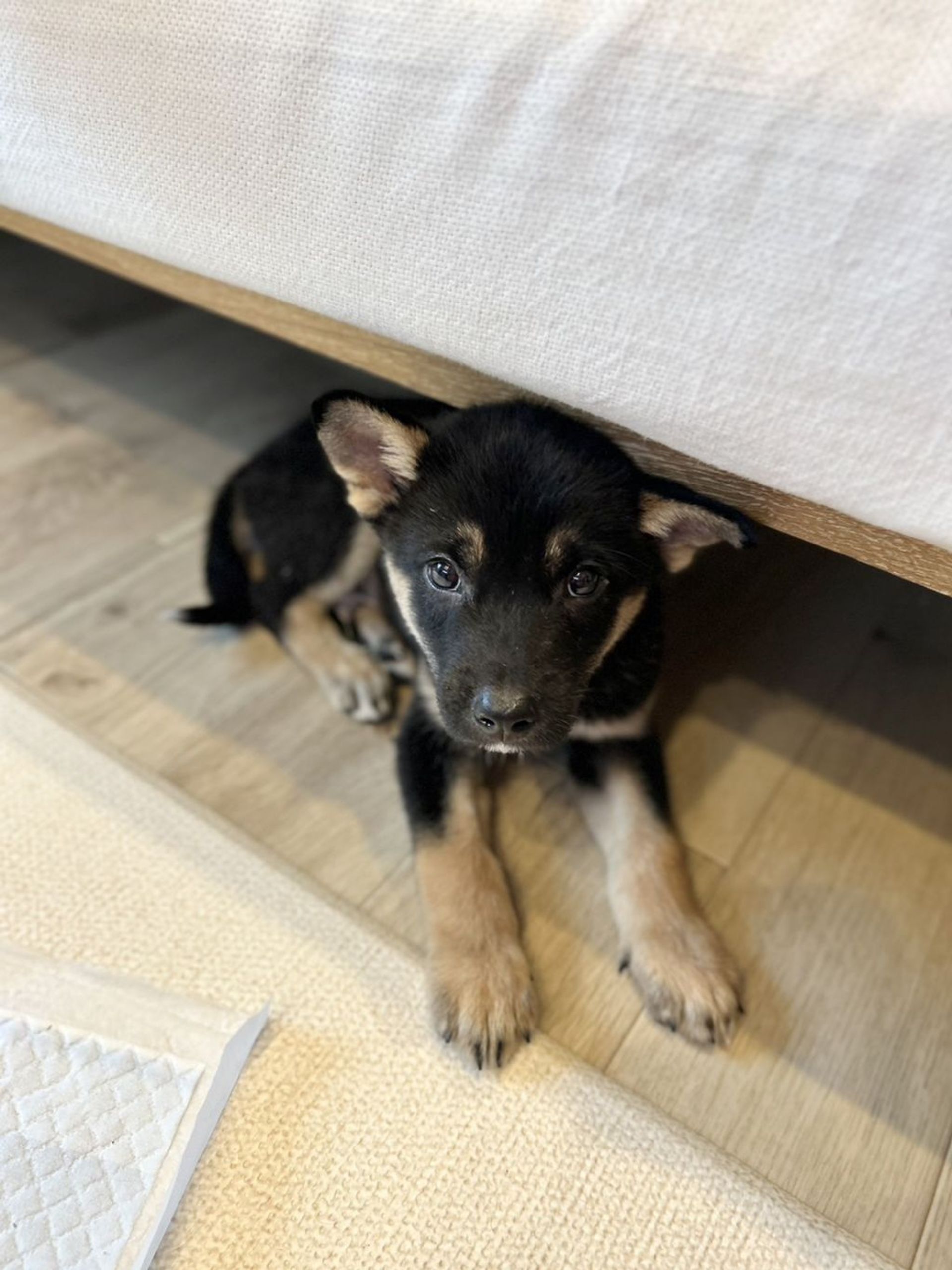 雑種（ミックス犬）・オスの里親募集の写真