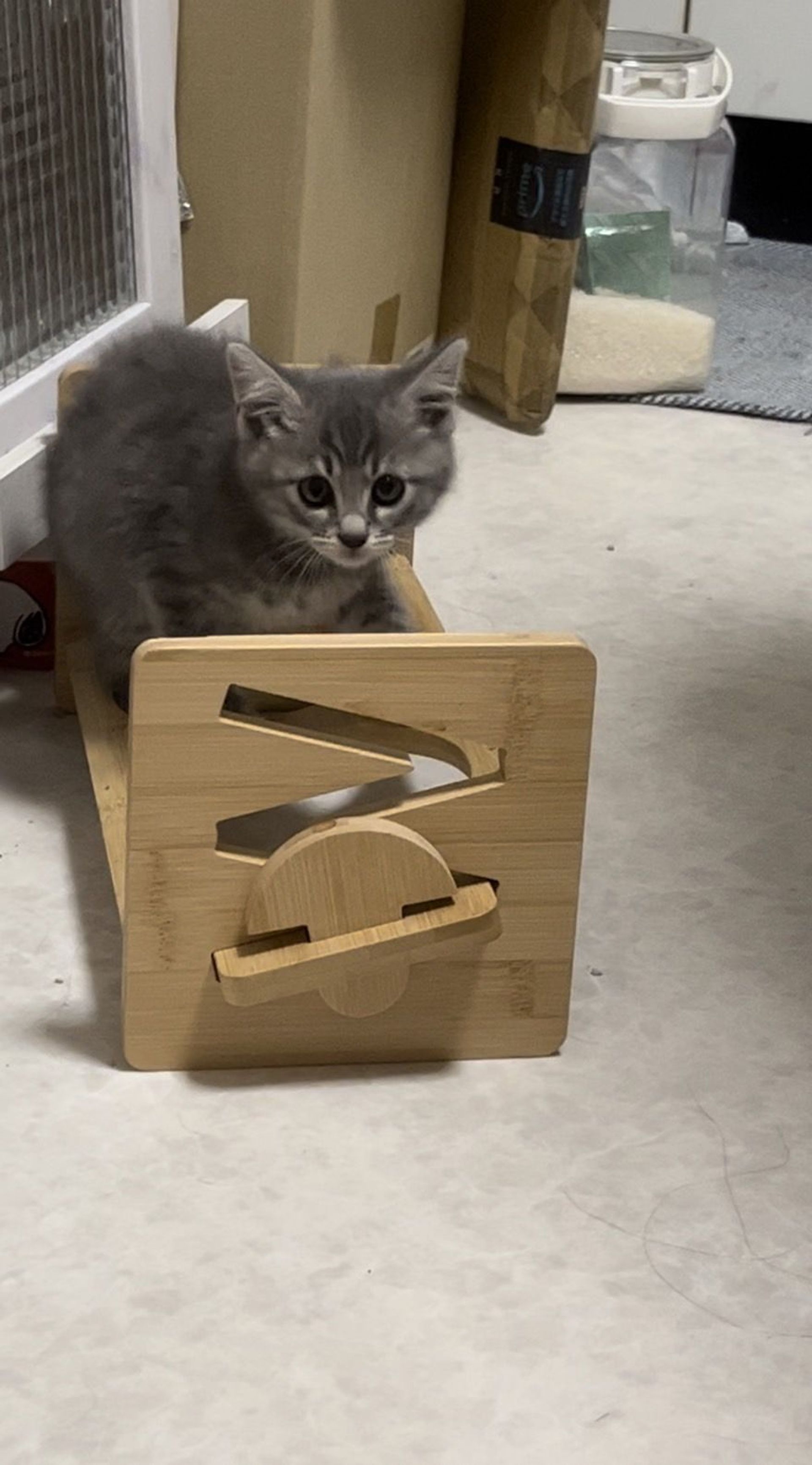 雑種（ミックス猫）・メスの里親募集の写真