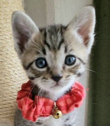 ポプリの写真