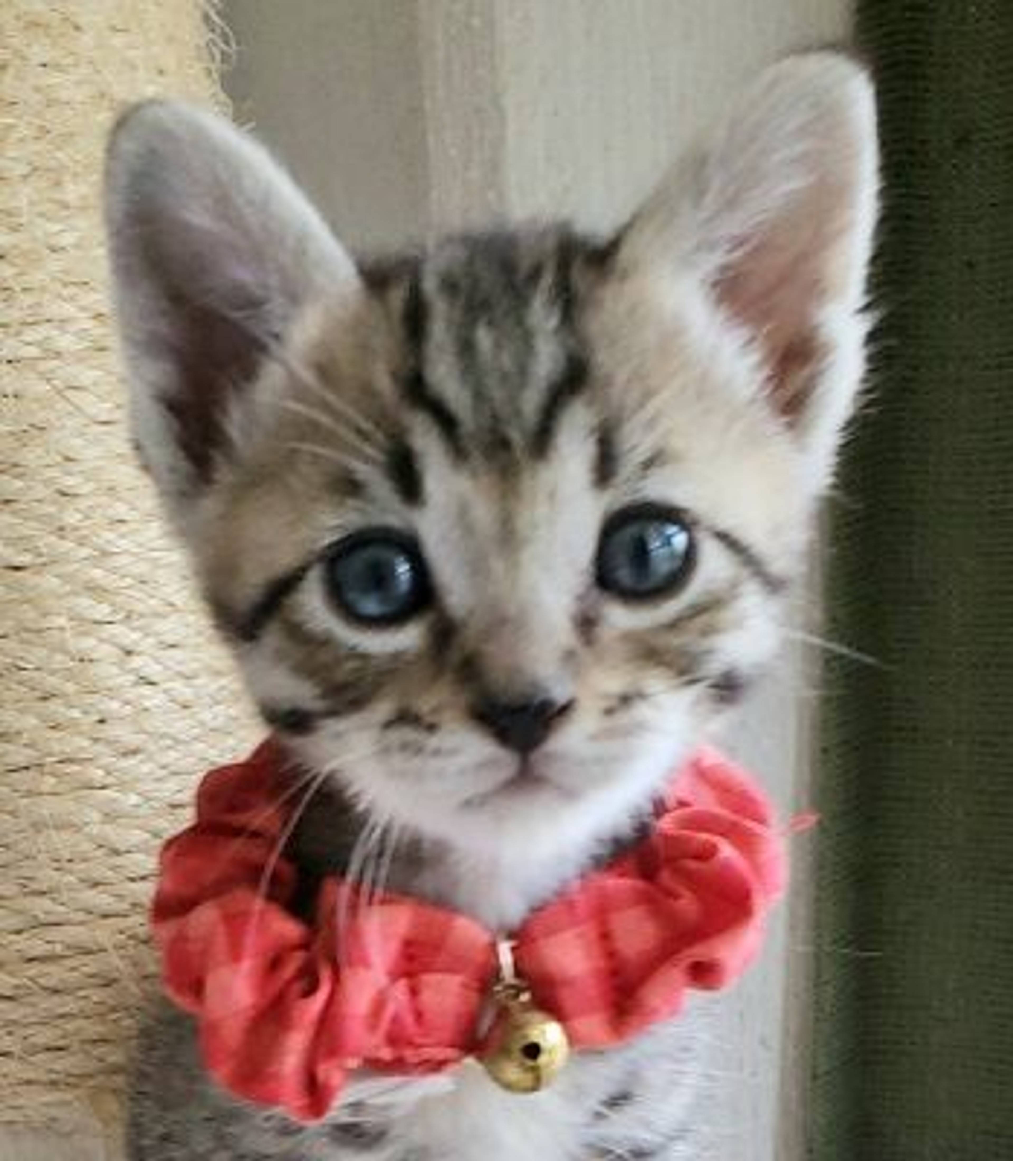 雑種（ミックス猫）・オスの里親募集の写真