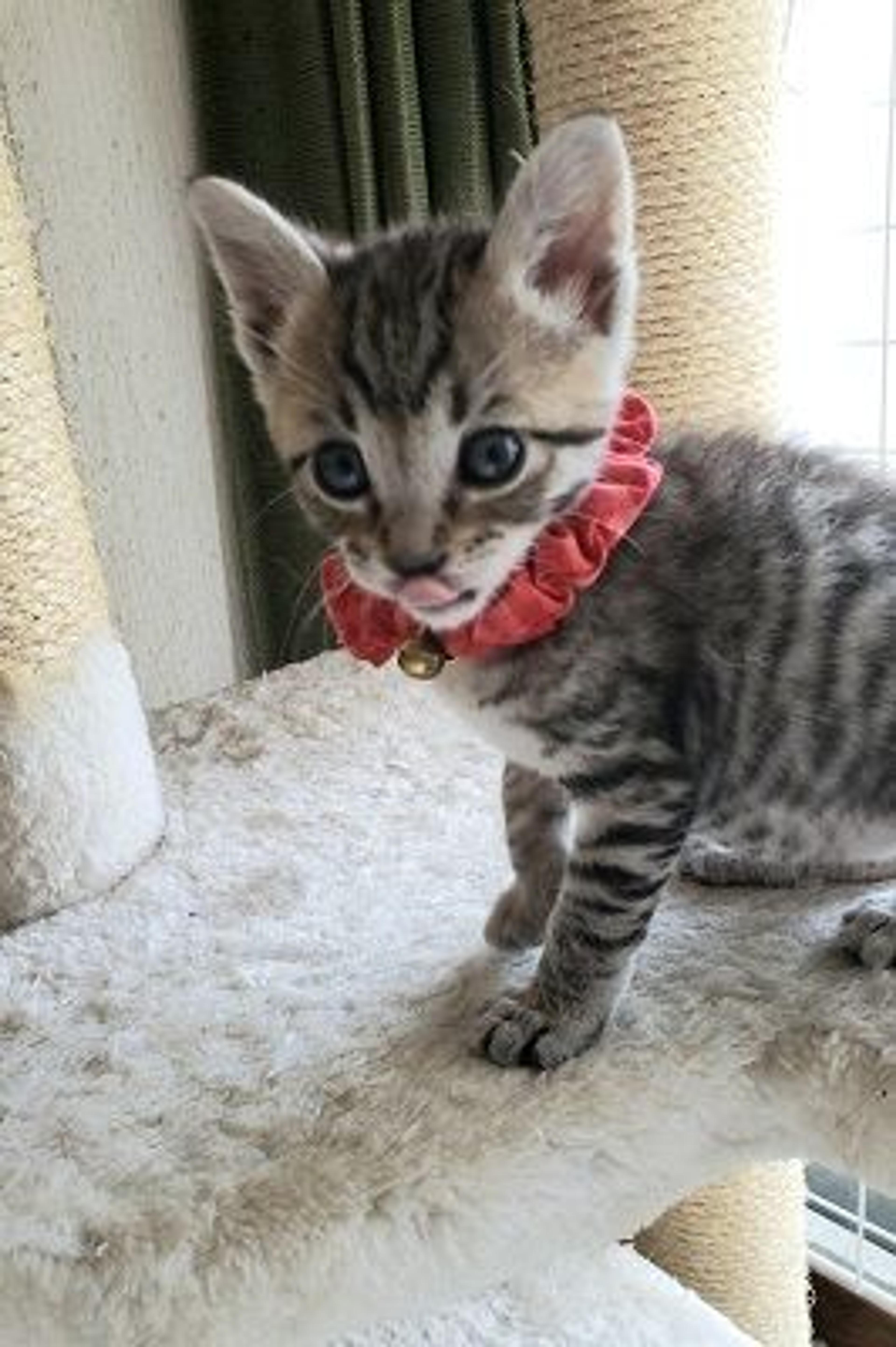pet-image-3