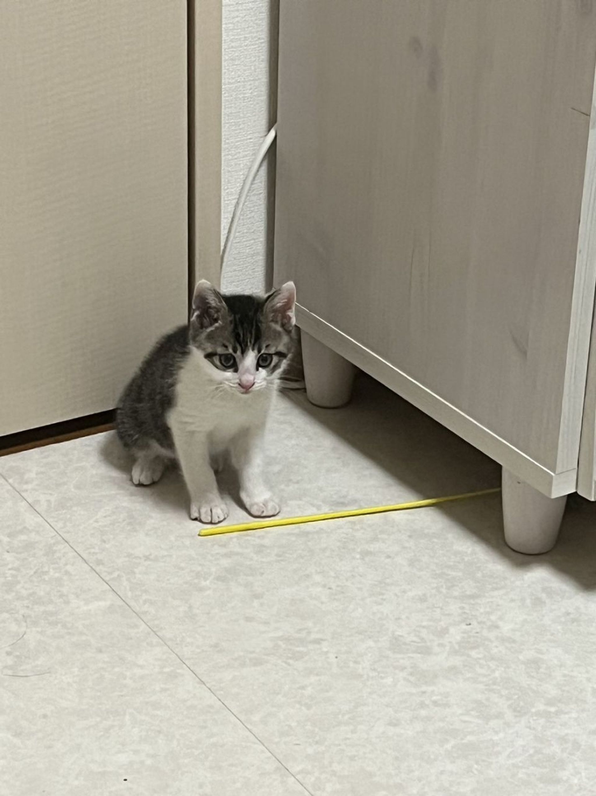 雑種（ミックス猫）・オスの里親募集の写真