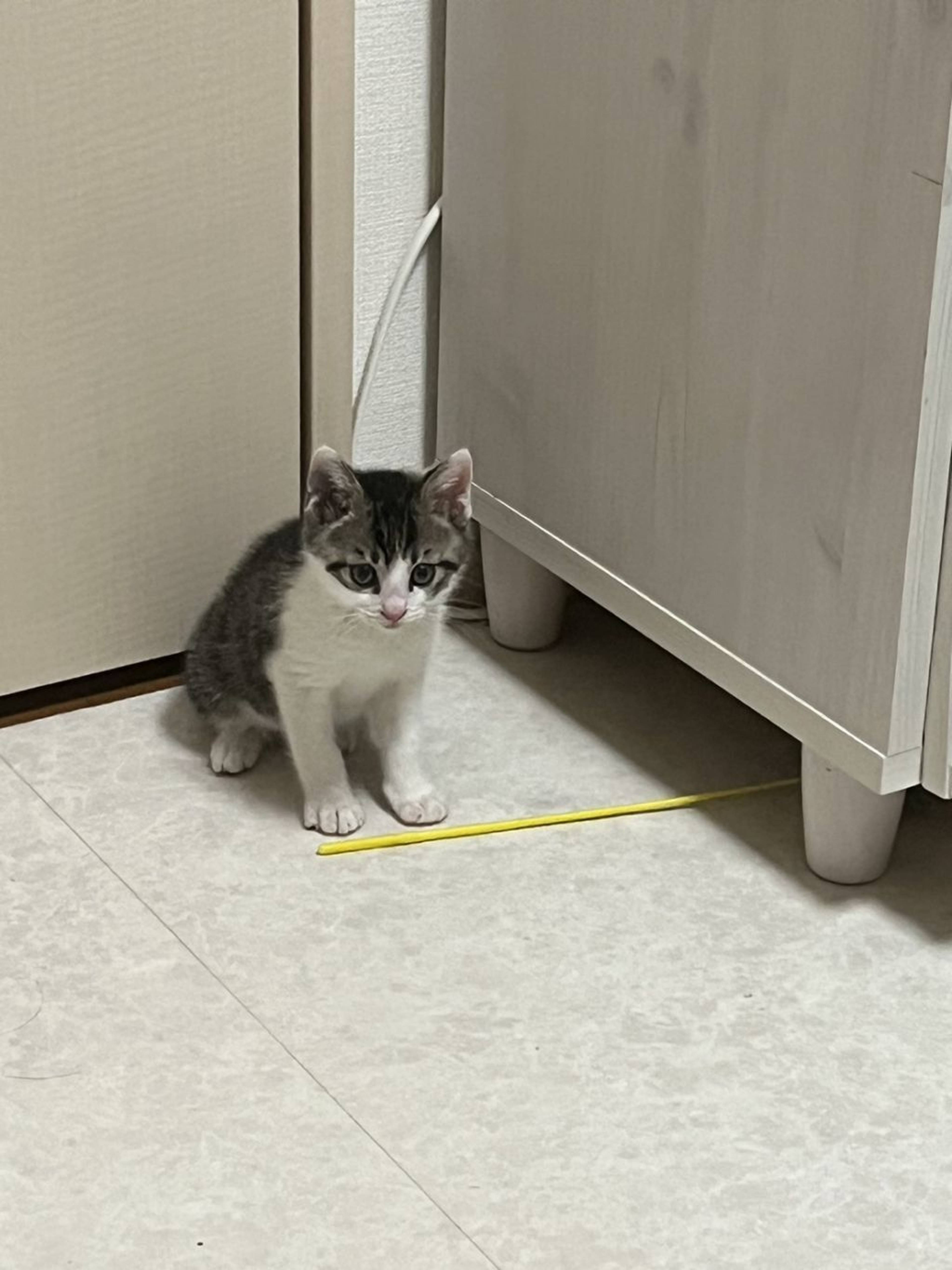 雑種（ミックス猫）・オスの里親募集の写真