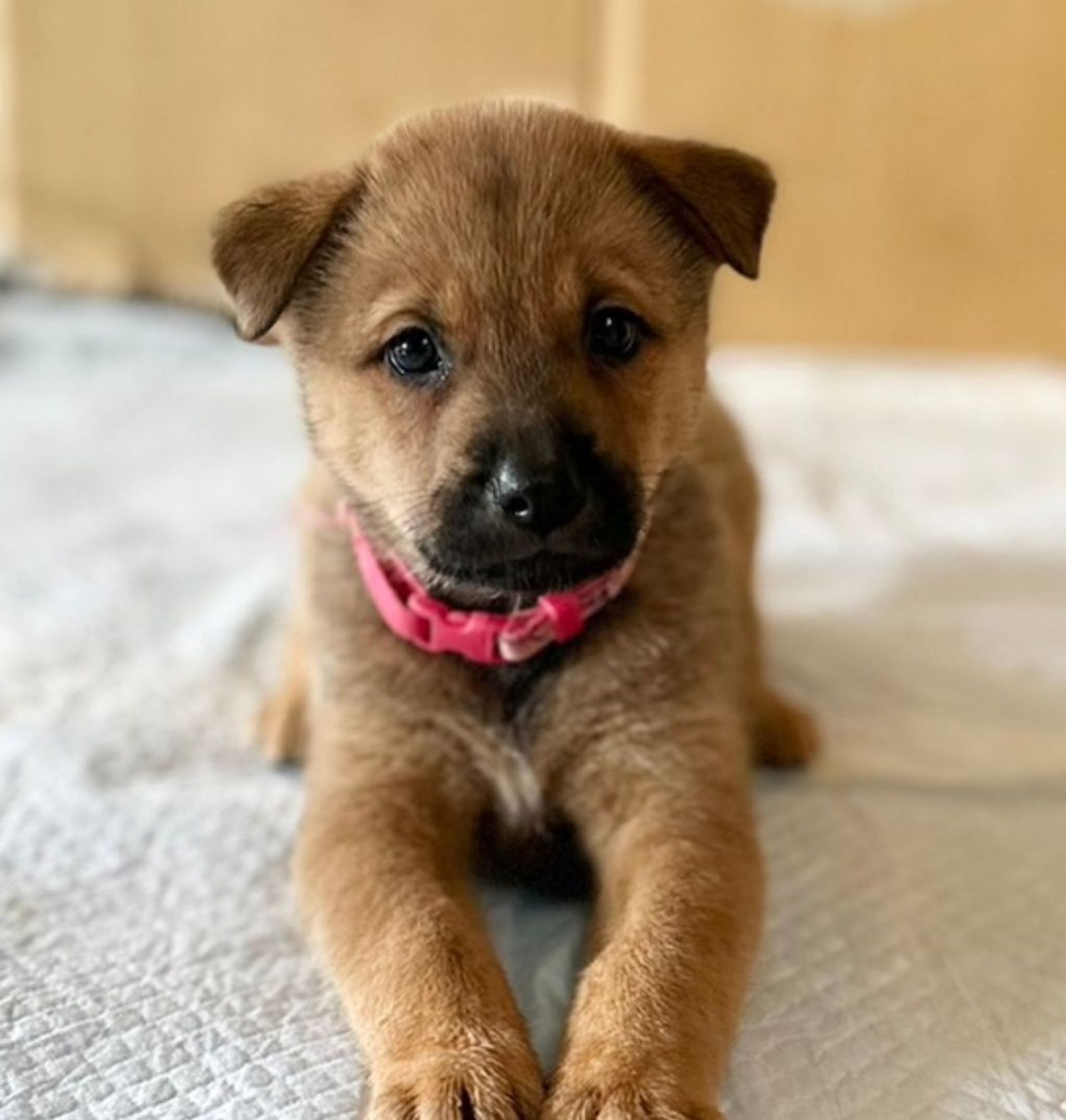 雑種（ミックス犬）・メスの里親募集の写真