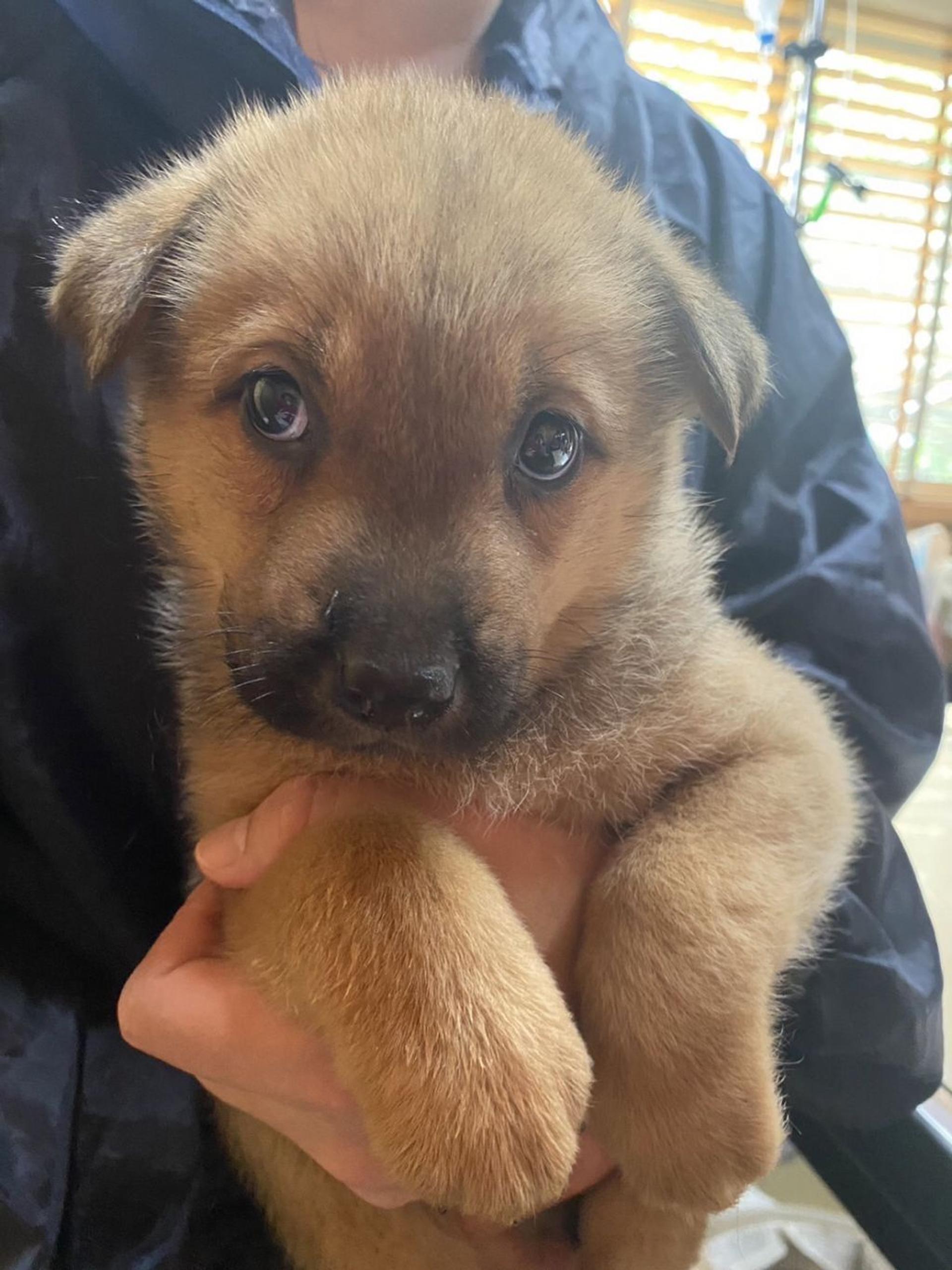 pet-image-2