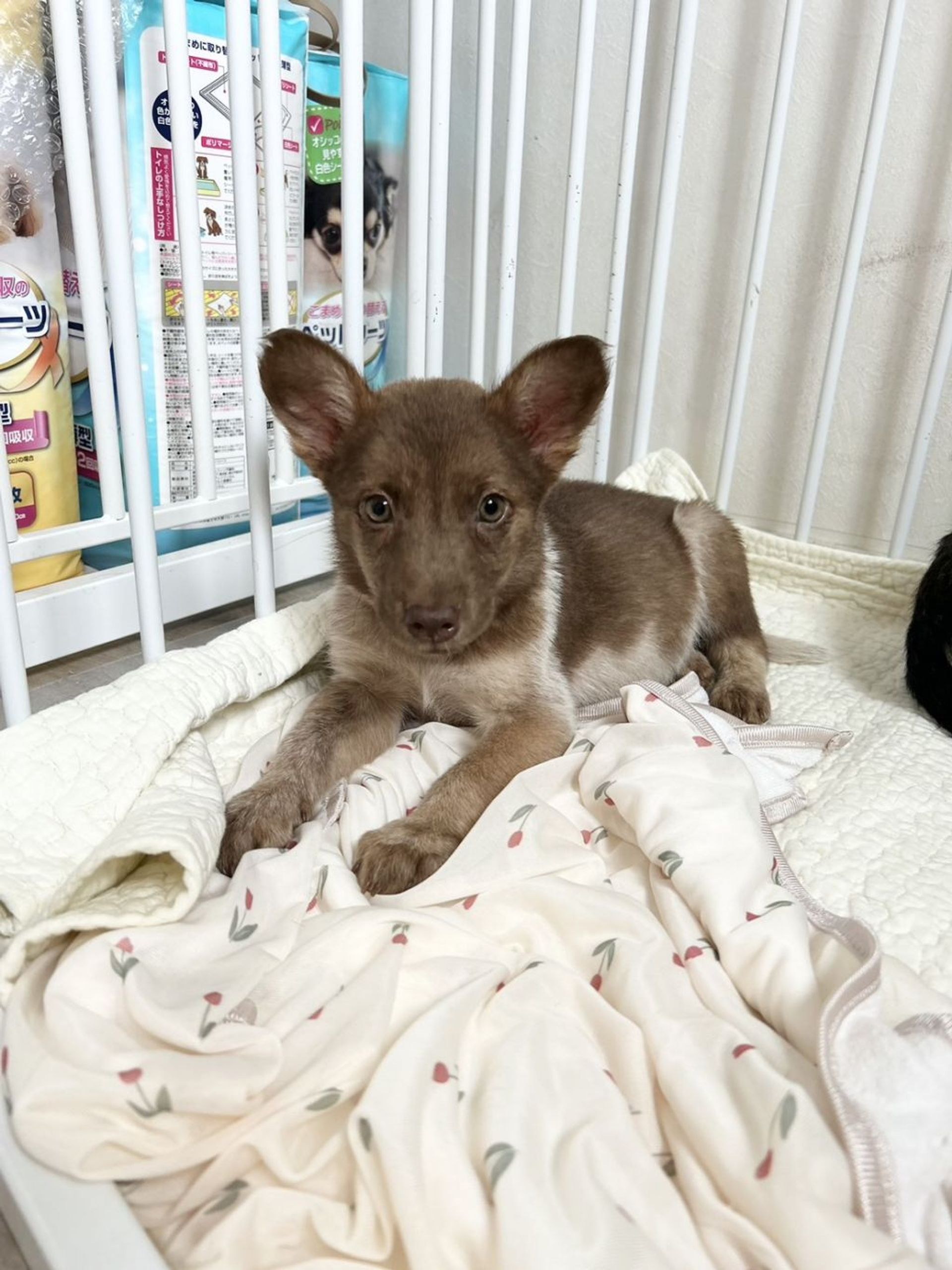 雑種（ミックス犬）・オスの里親募集の写真
