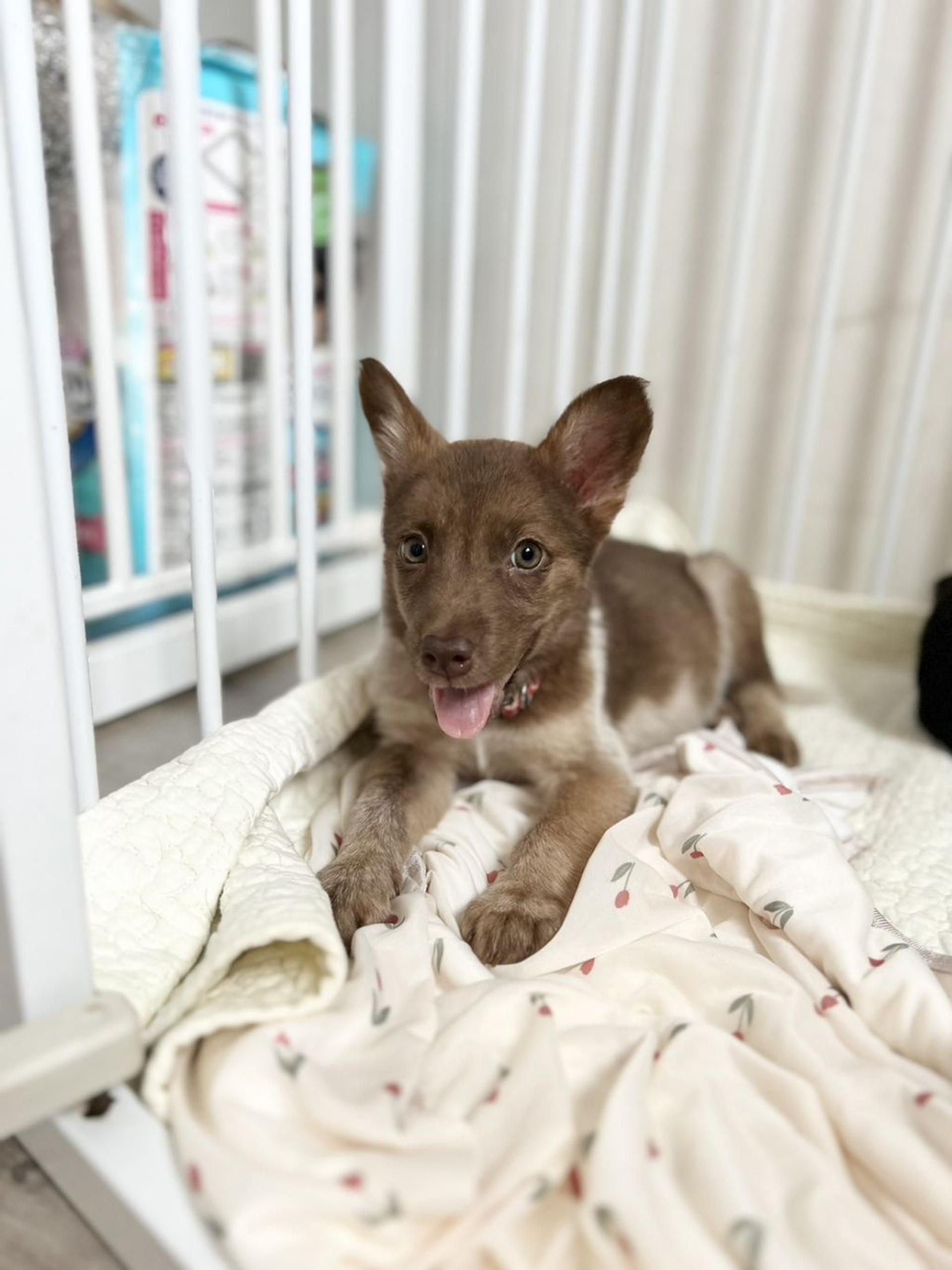 pet-image-2
