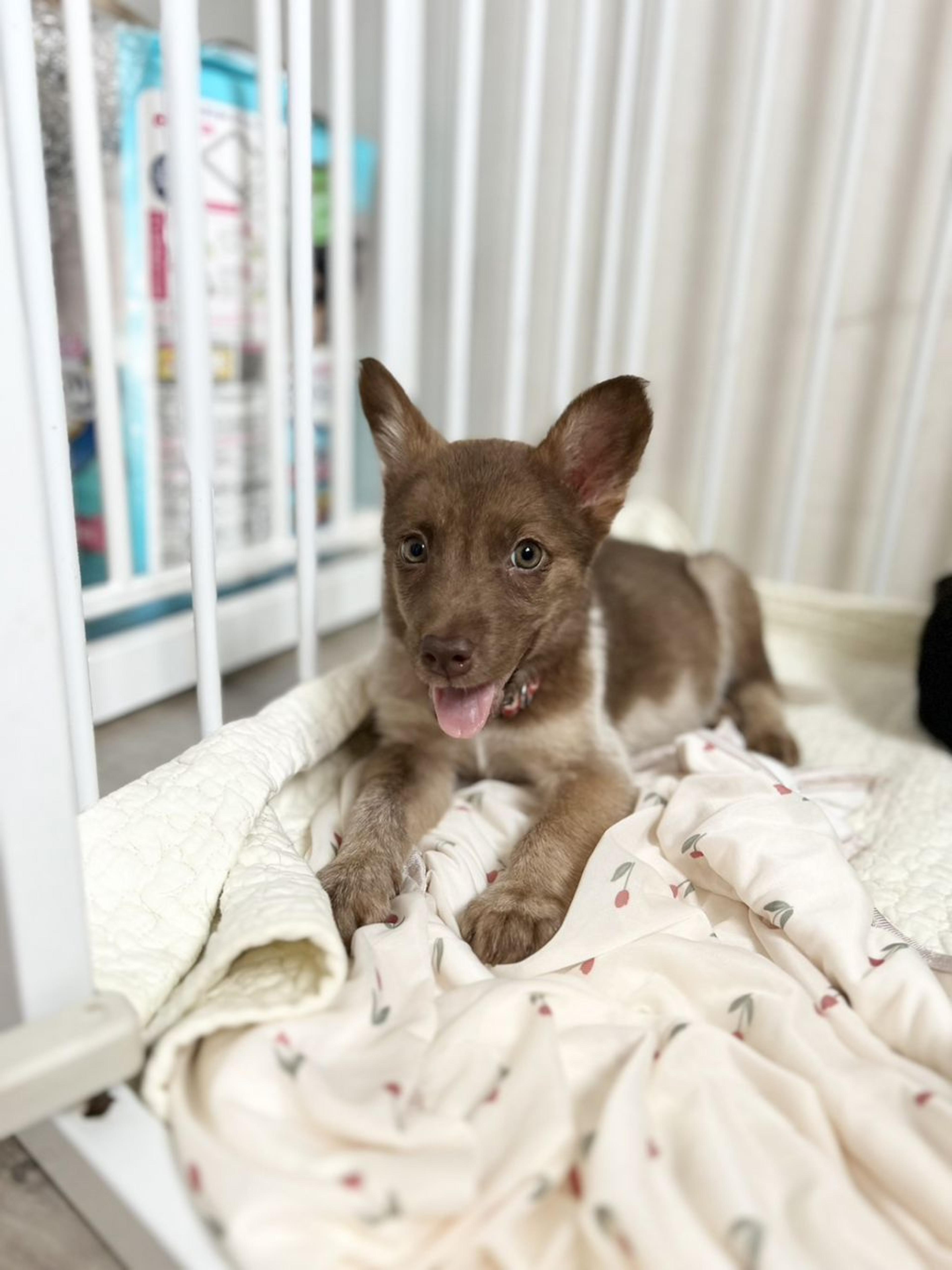 pet-image-2