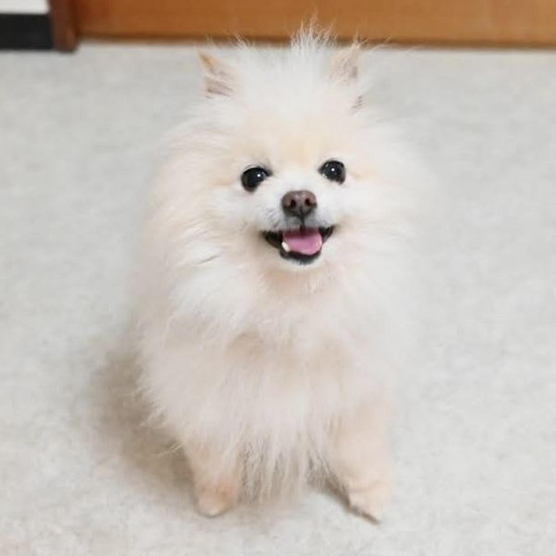 pet-image-2