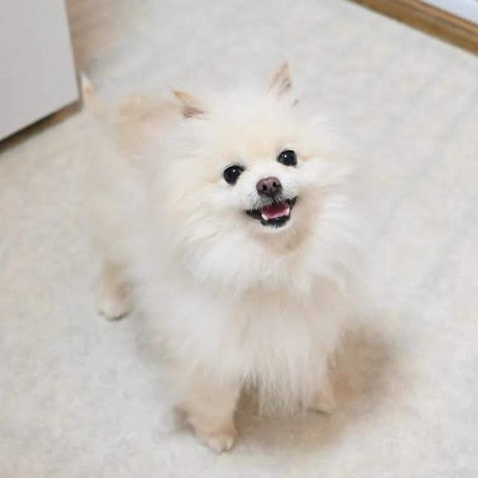 pet-image-3