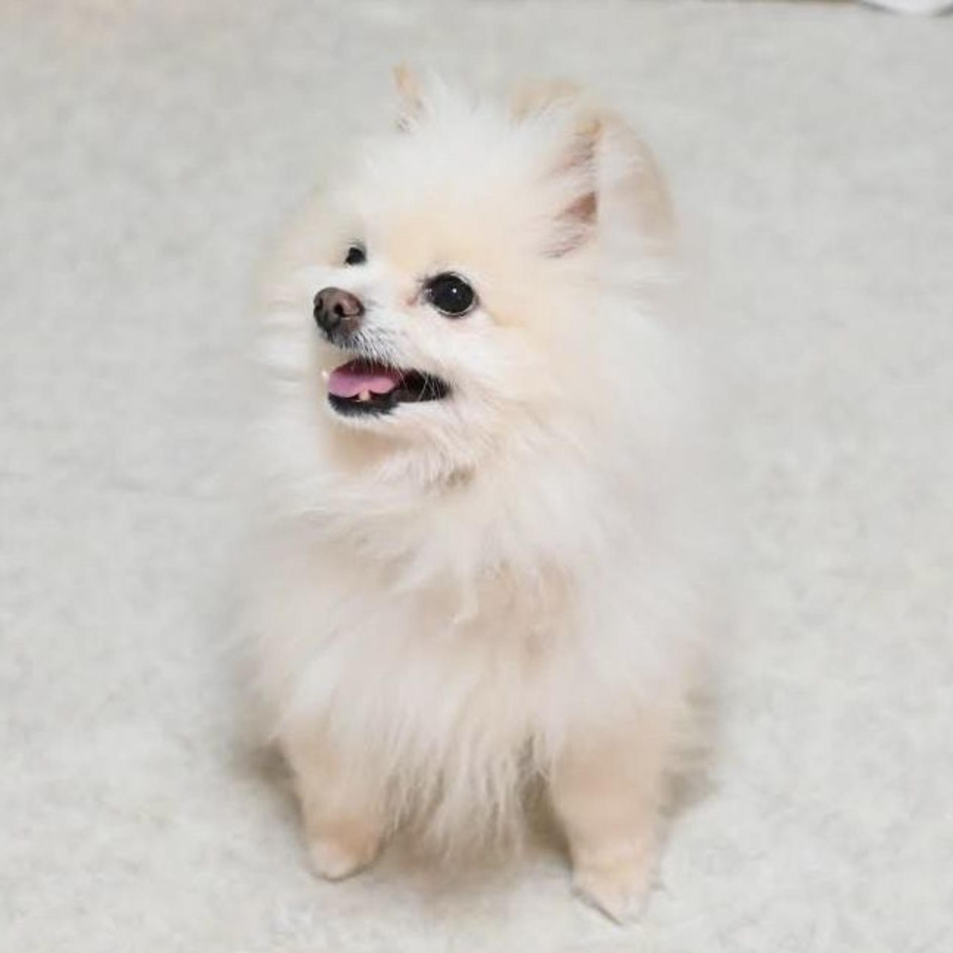 pet-image-4