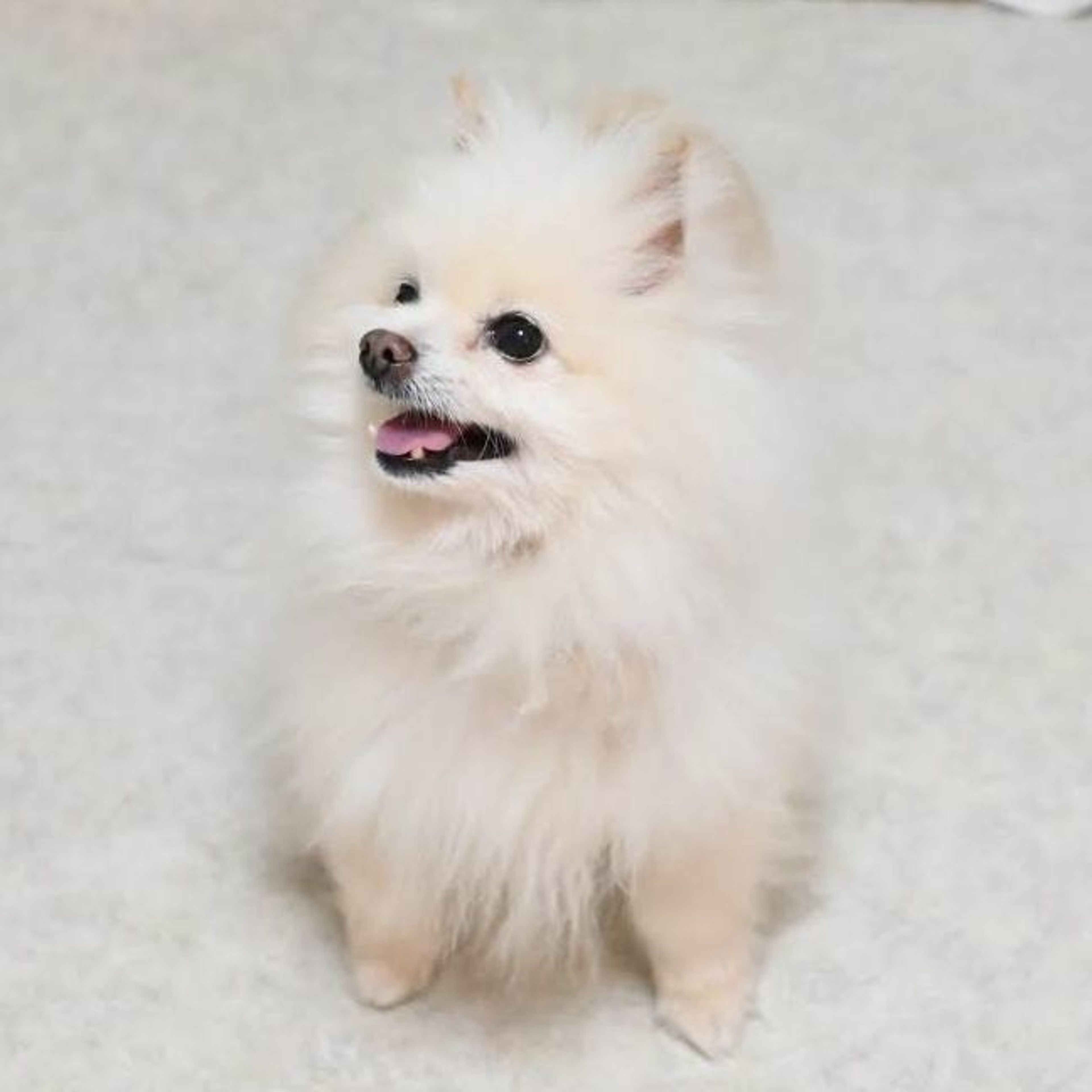 pet-image-4