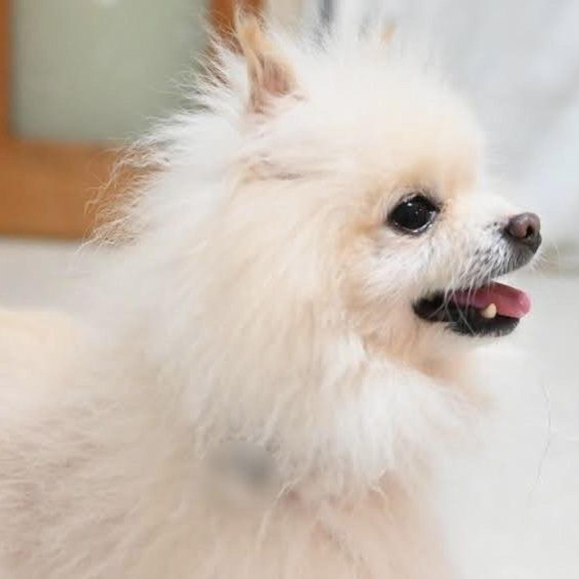 pet-image-5