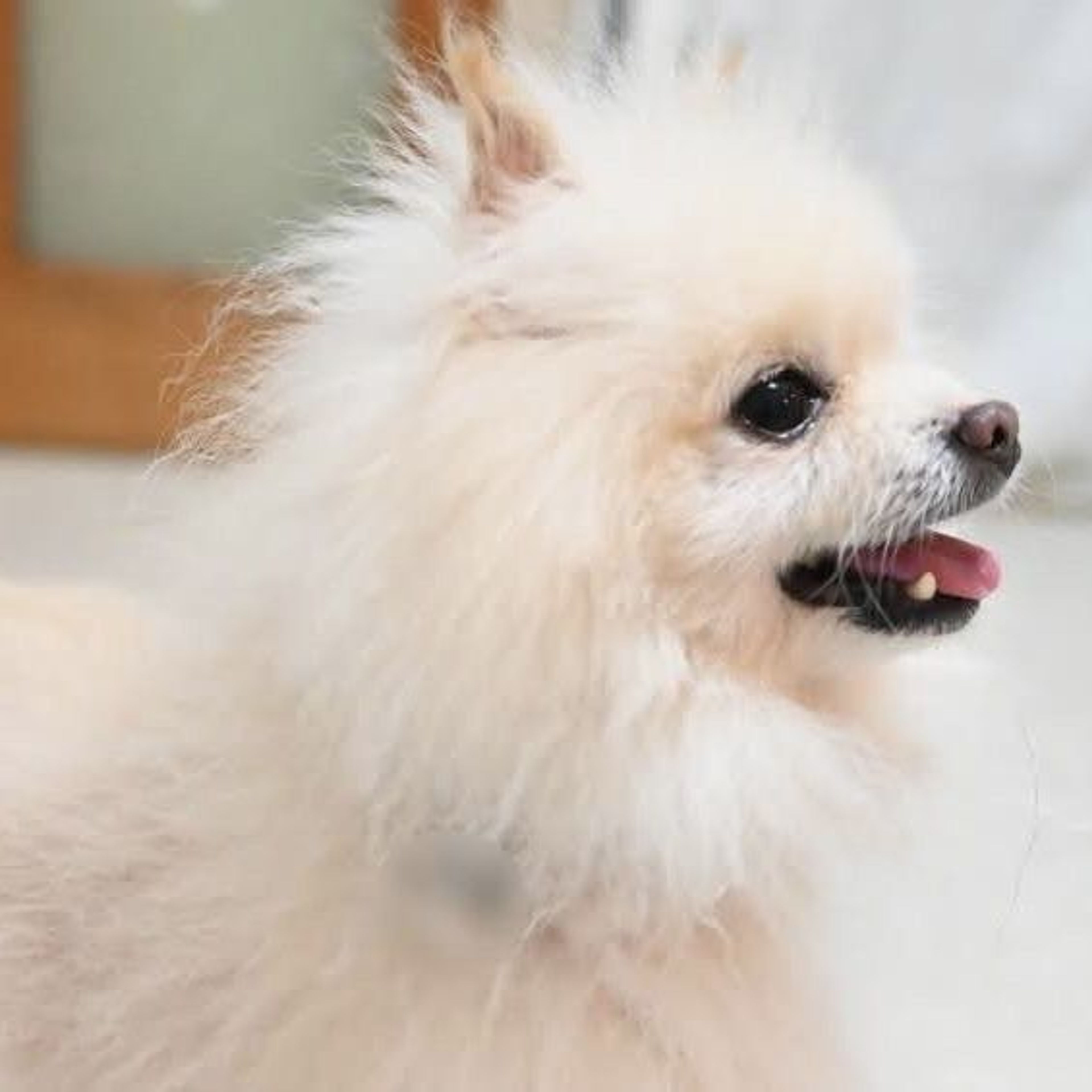 pet-image-5