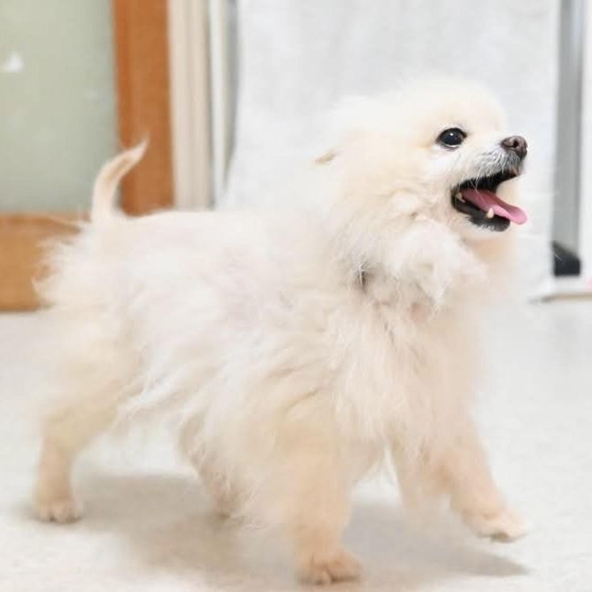 pet-image-6