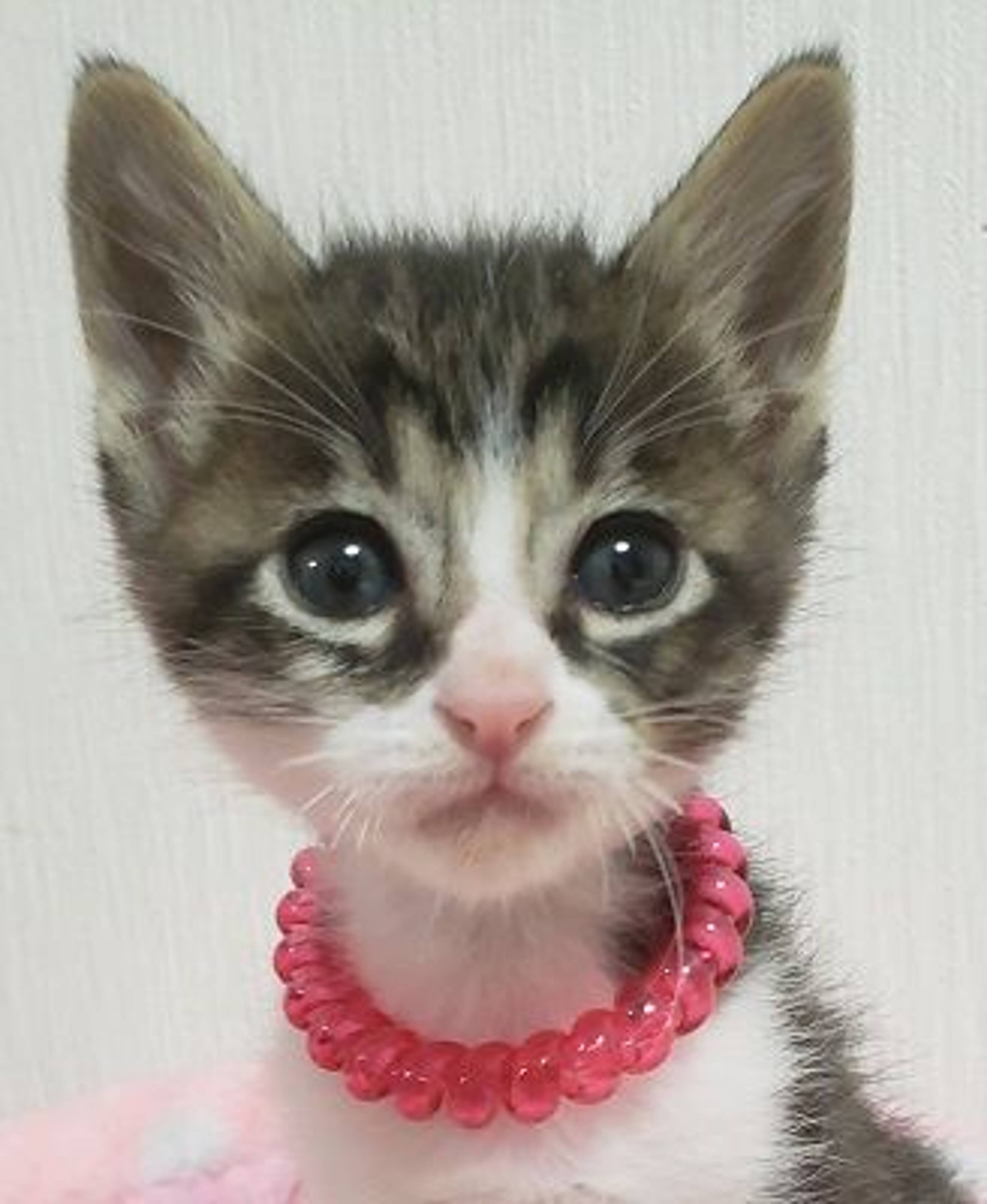 雑種（ミックス猫）・オスの里親募集の写真