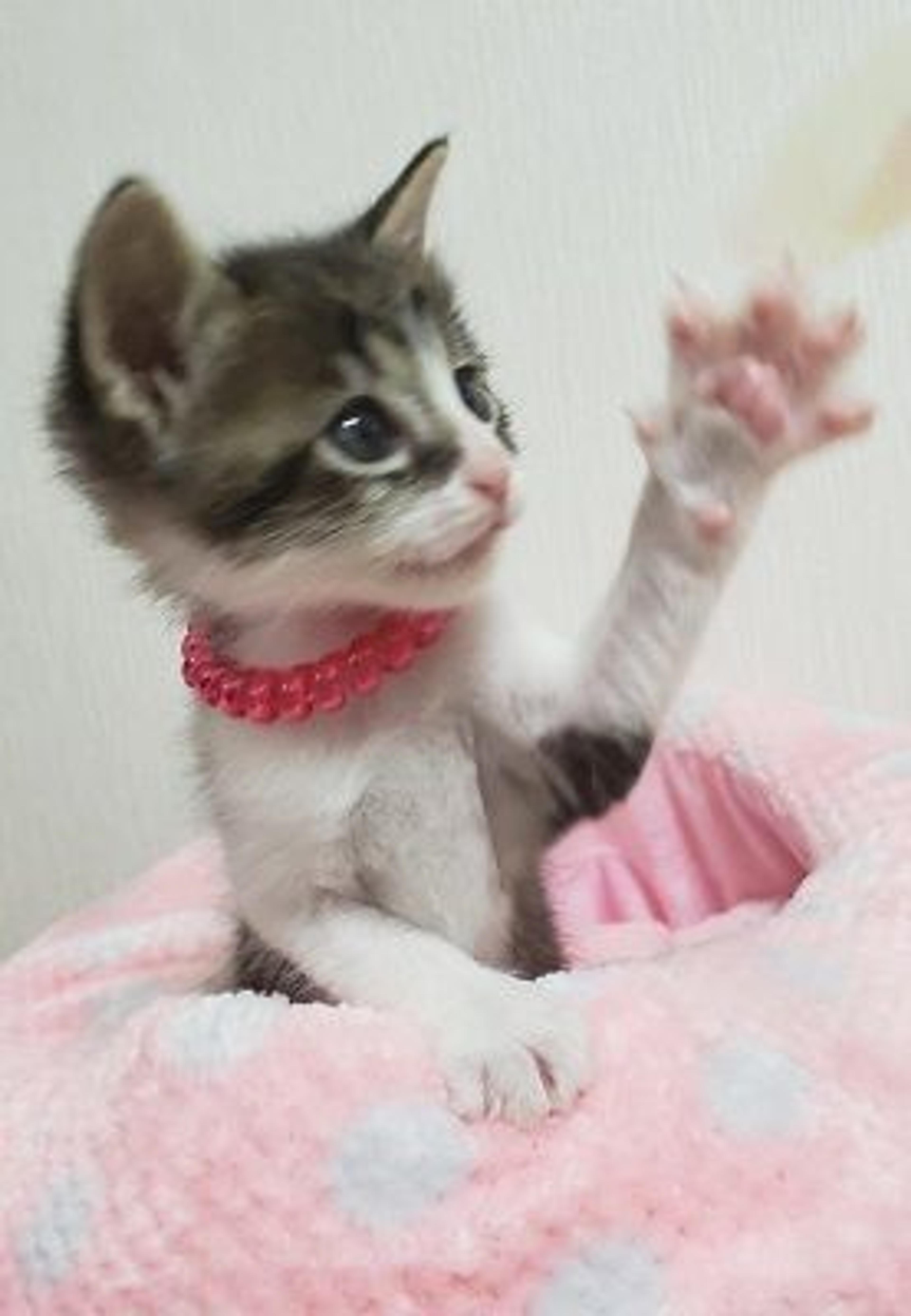 pet-image-2