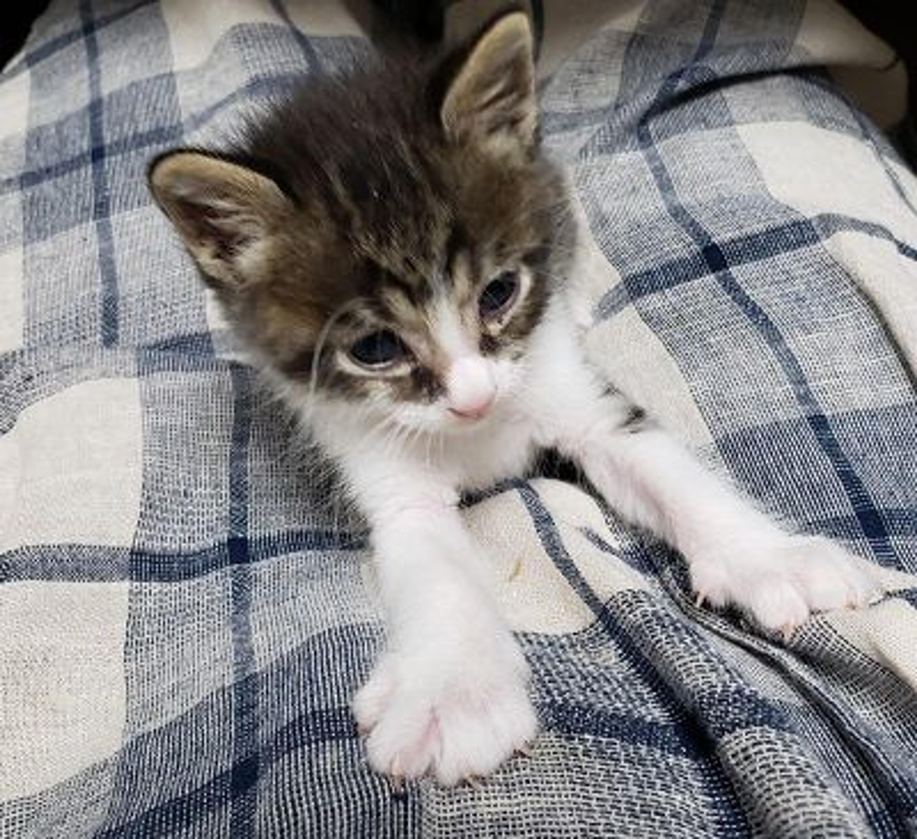 pet-image-3