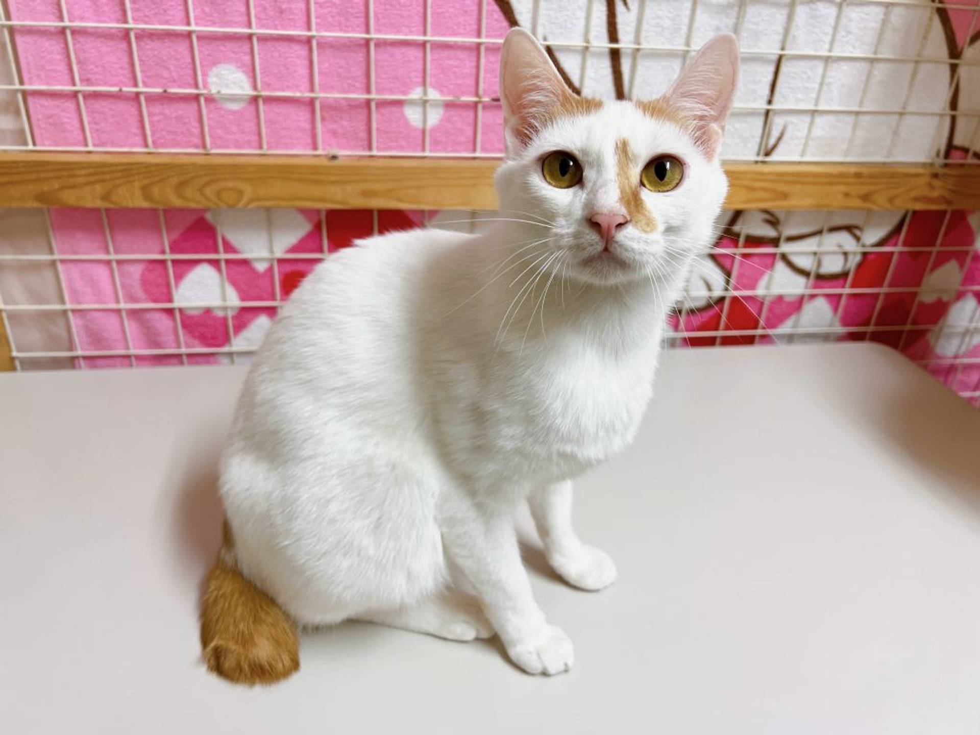 雑種（ミックス猫）・オスの里親募集の写真